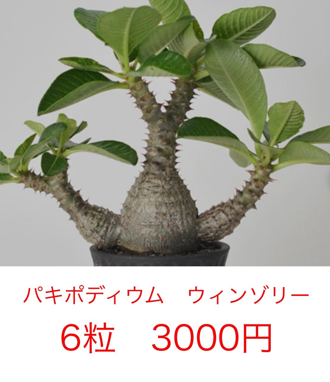 パキポディウム ウィンゾリー種子 6粒 - メルカリ