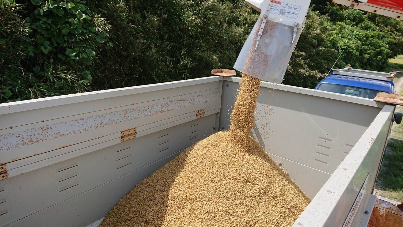 愛知県産コシヒカリ白米20kg｜産直・低農薬米 - メルカリ
