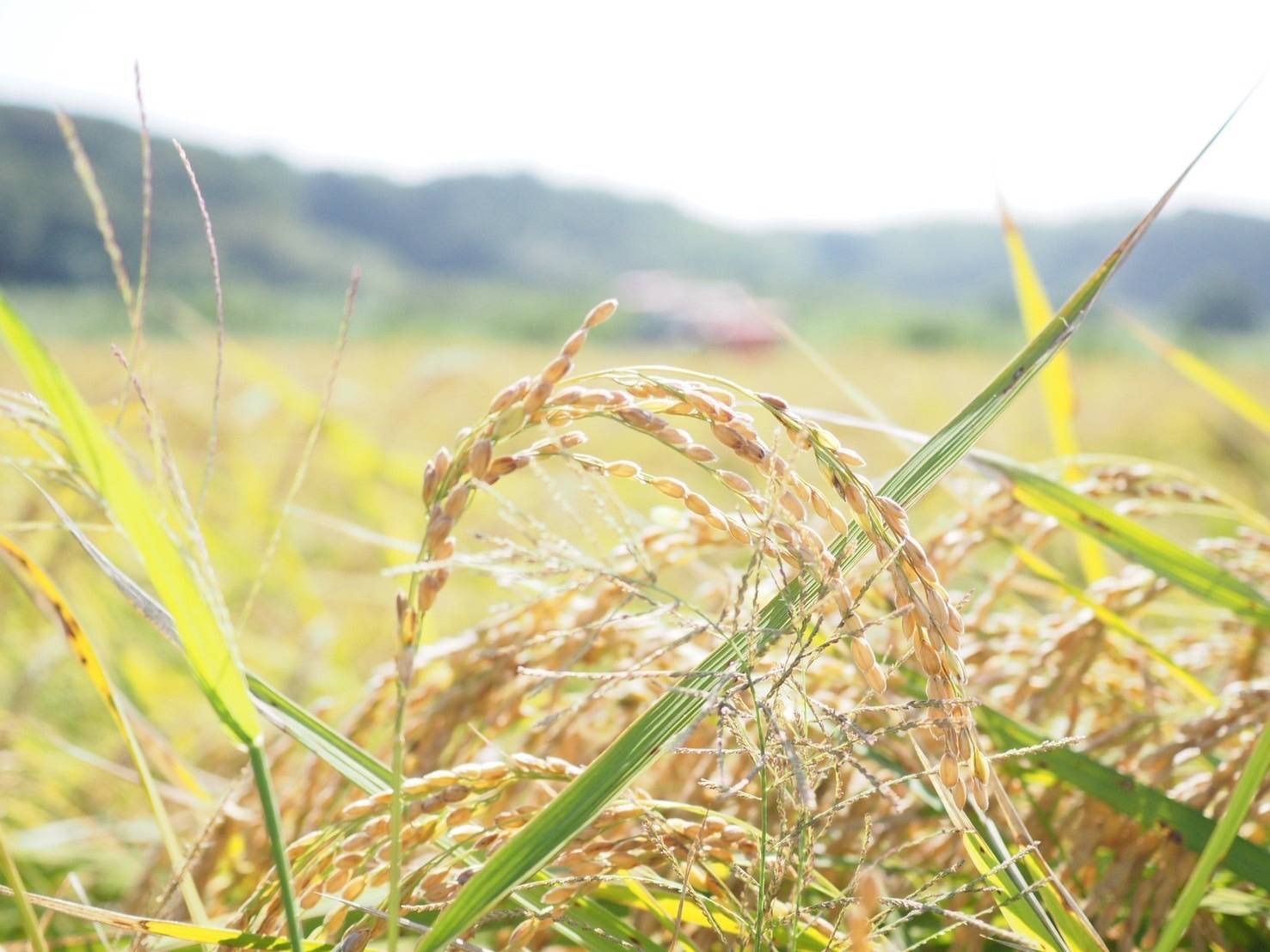 愛知県産コシヒカリ白米20kg｜産直・低農薬米 - メルカリ