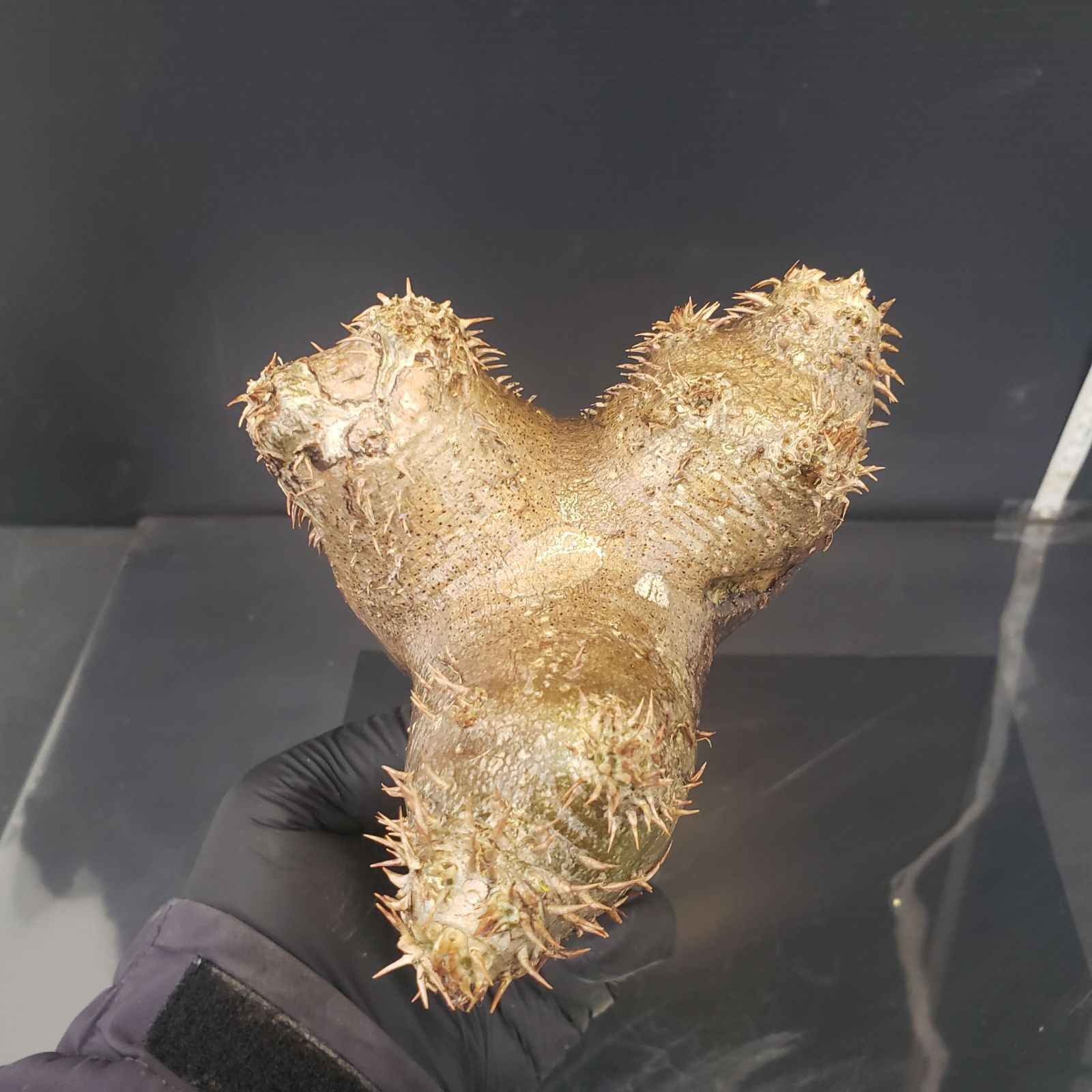 O417最新到着Pachypodium ブレビカリックス(現地球・抜き苗 O417最新到着Pachypodium ブレビカリックス(現地球・抜き苗