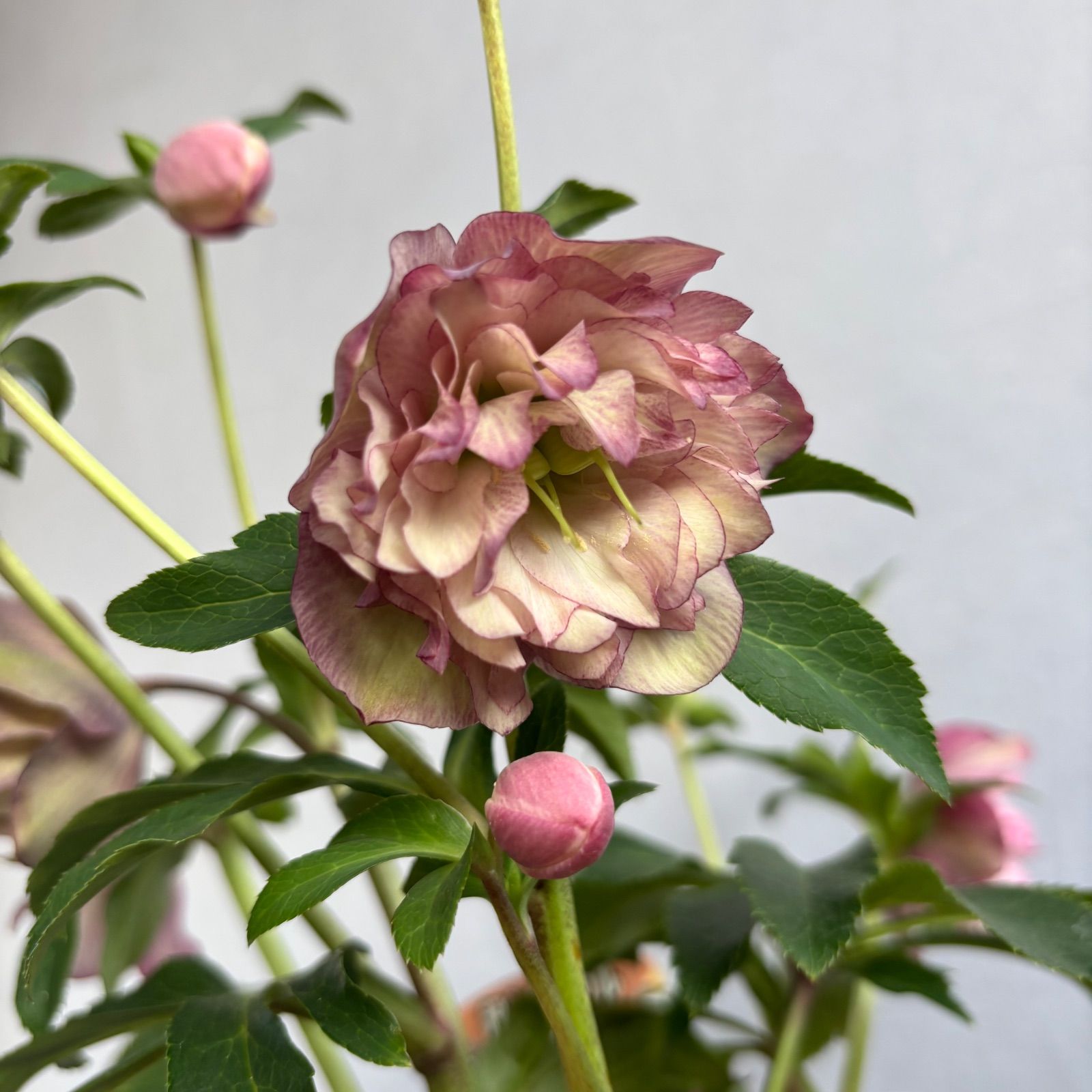 クリスマスローズ 超多弁ダブル 1 - メルカリ