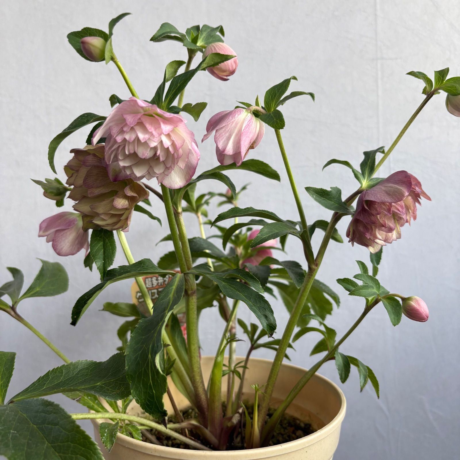 クリスマスローズ 超多弁ダブル 1 - メルカリ