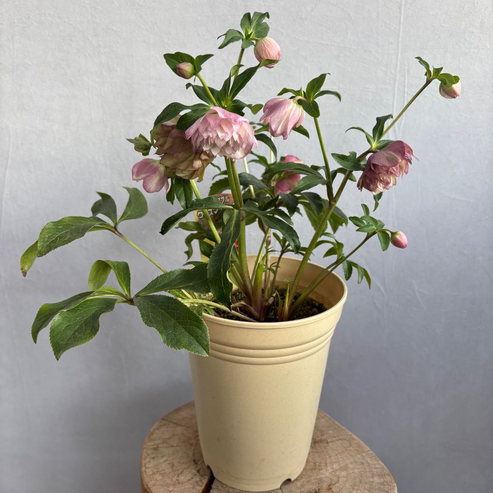 クリスマスローズ 超多弁ダブル 1 - メルカリ