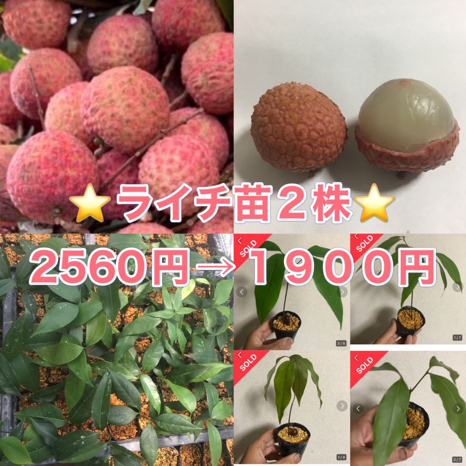 ライチ苗2鉢 2鉢2560円→1900円 レイシー苗木 ベトナム産ティエウ種