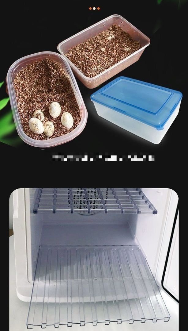 大好評☆爬虫類専用孵卵器 爬虫類インキュベーター 自動孵卵器 5〜60