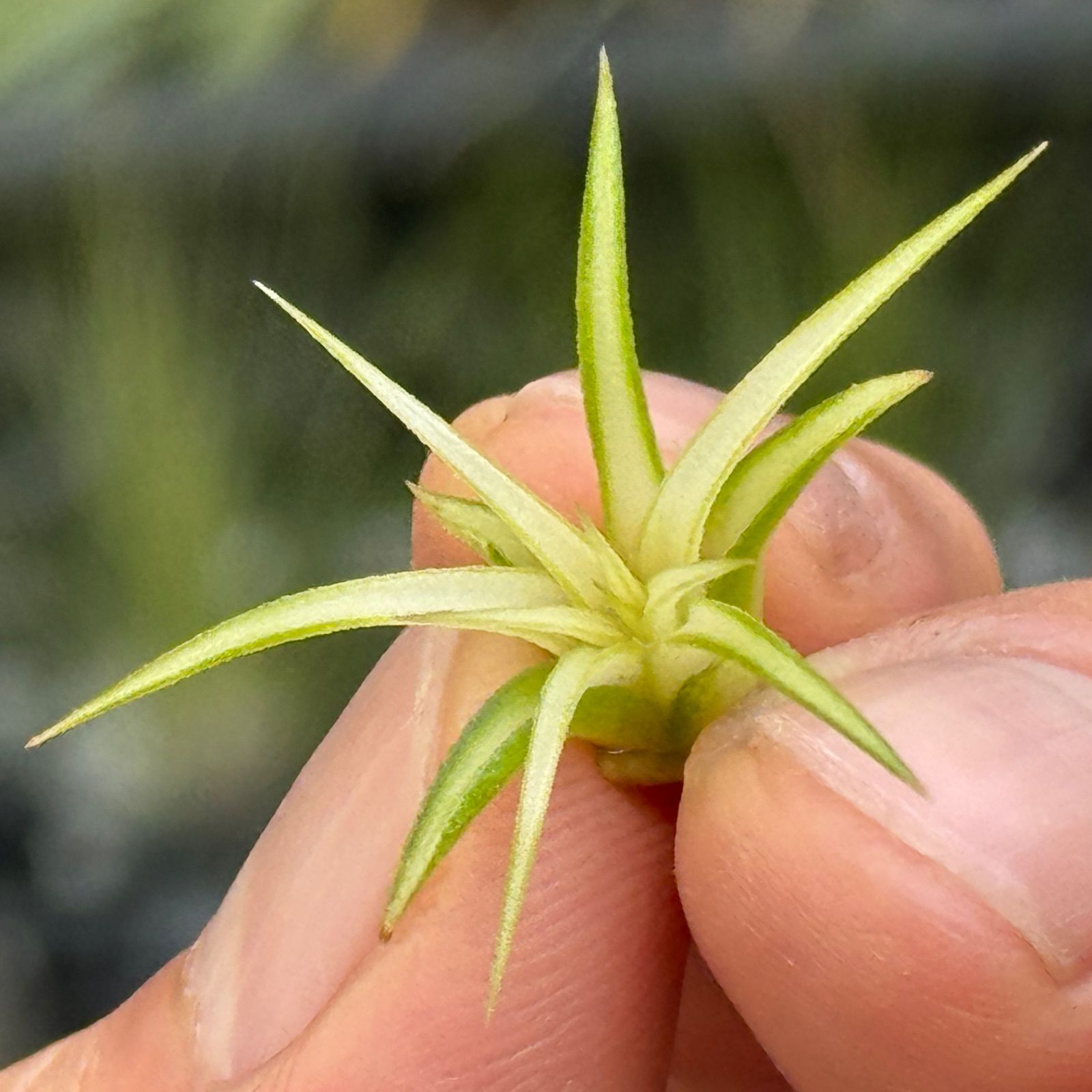 現品＊チランジア イオナンタ メディオピクタ Tillandsia ionantha