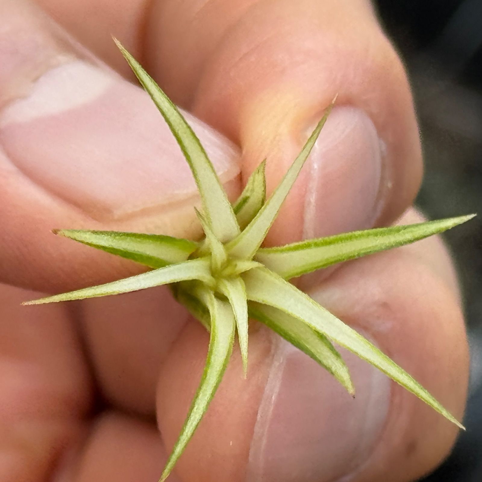 現品＊チランジア イオナンタ メディオピクタ Tillandsia ionantha