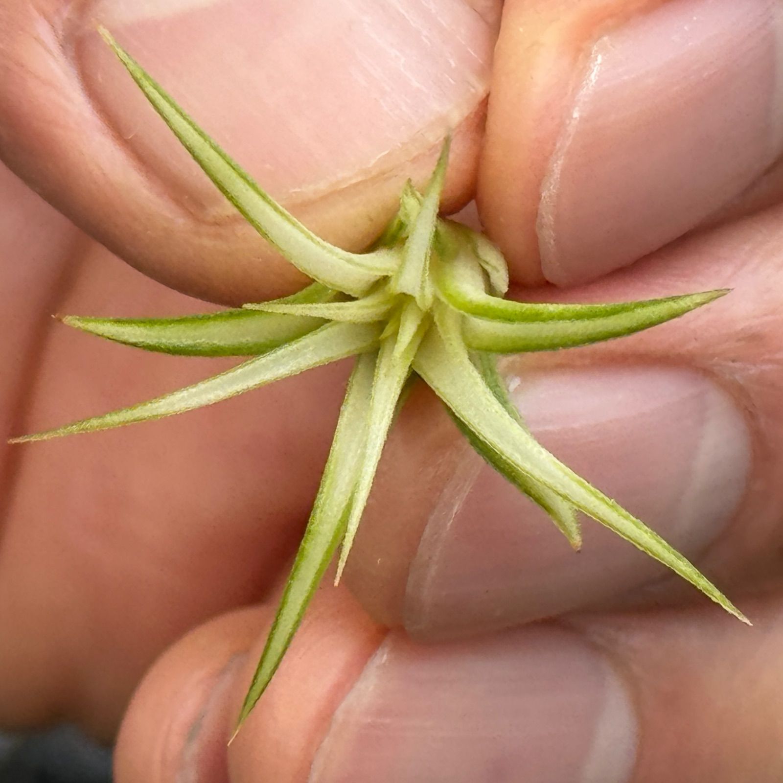 現品＊チランジア イオナンタ メディオピクタ Tillandsia ionantha