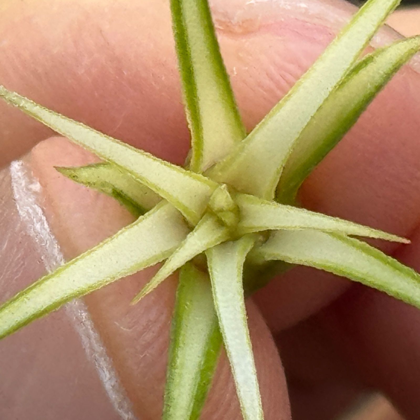 現品＊チランジア イオナンタ メディオピクタ Tillandsia ionantha