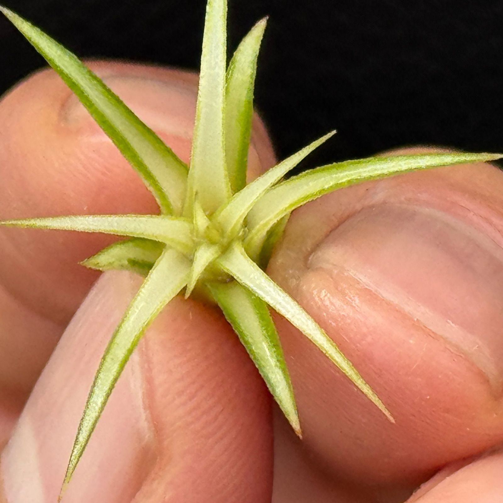 現品＊チランジア イオナンタ メディオピクタ Tillandsia ionantha