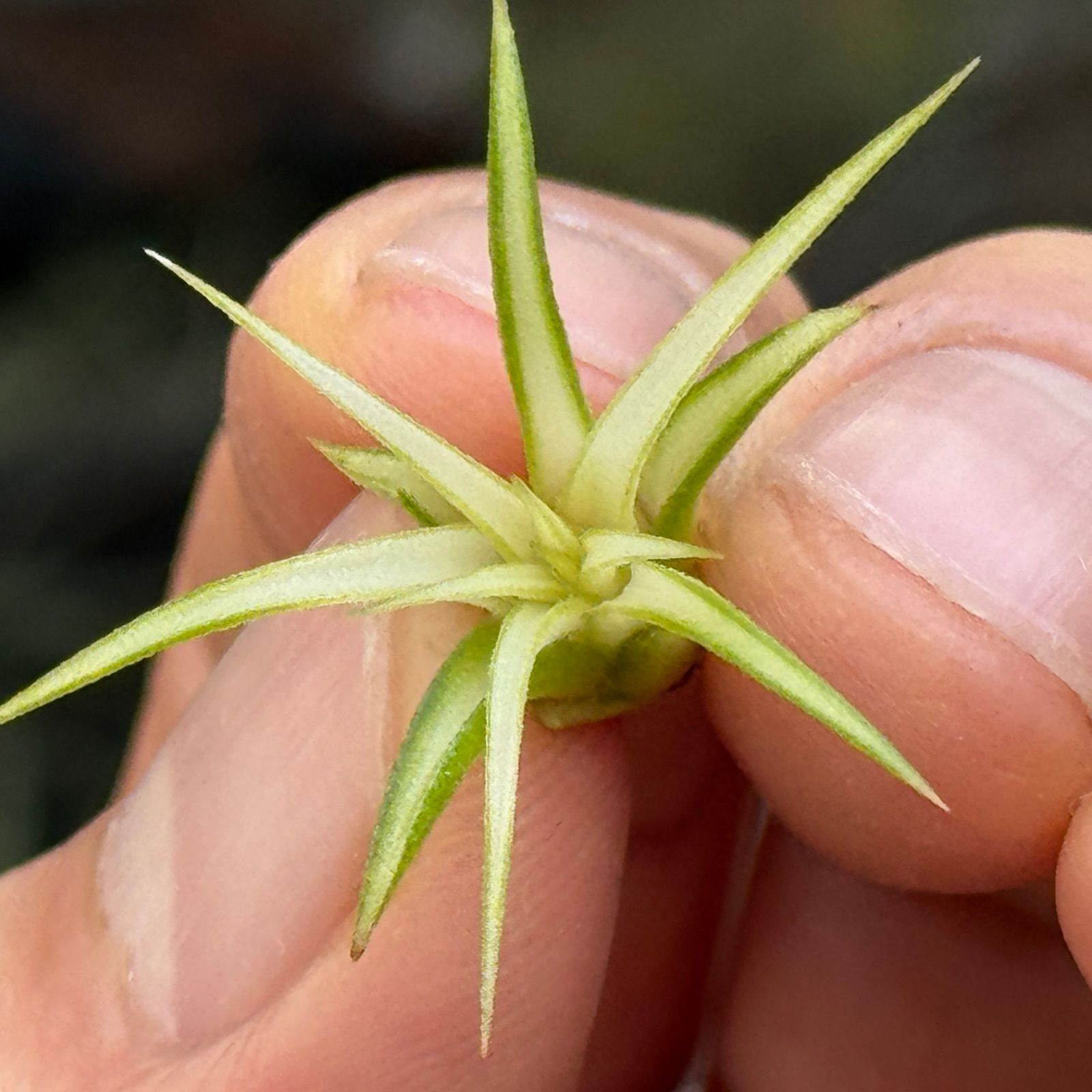 現品＊チランジア イオナンタ メディオピクタ Tillandsia ionantha