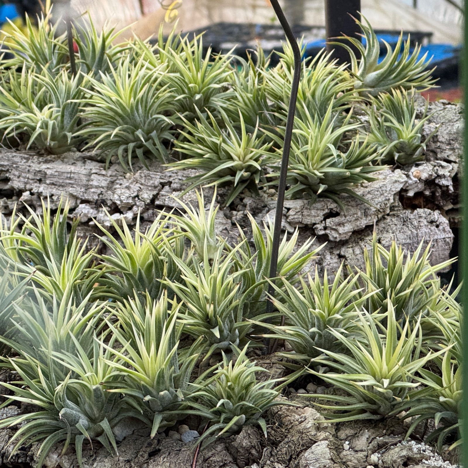 現品*中心からホワイティ葉*チランジア イオナンタ メディオピクタ 現品*中心からホワイティ葉*チランジア イオナンタ メディオピクタ