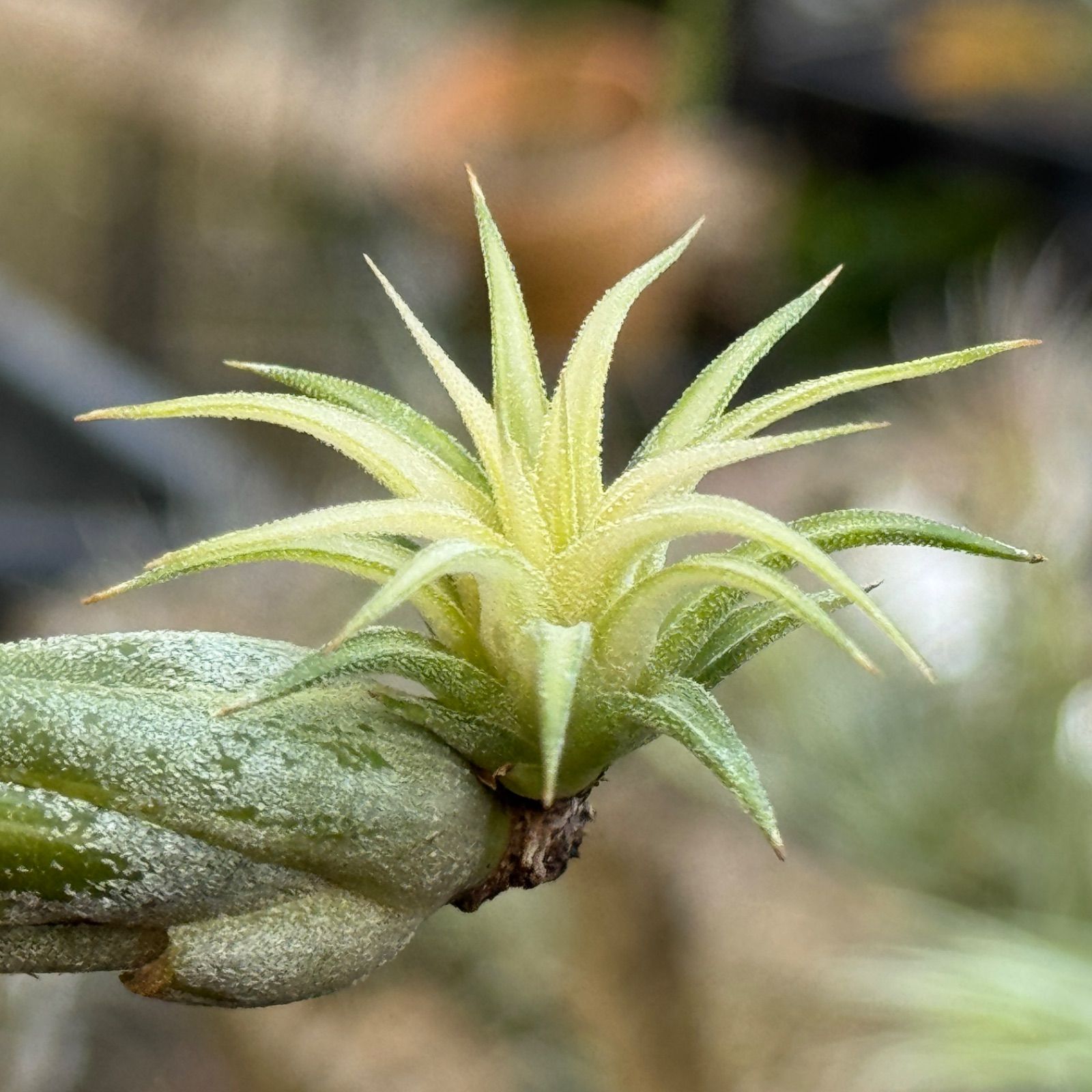 現品＊中心からホワイティ葉＊チランジア イオナンタ メディオピクタ