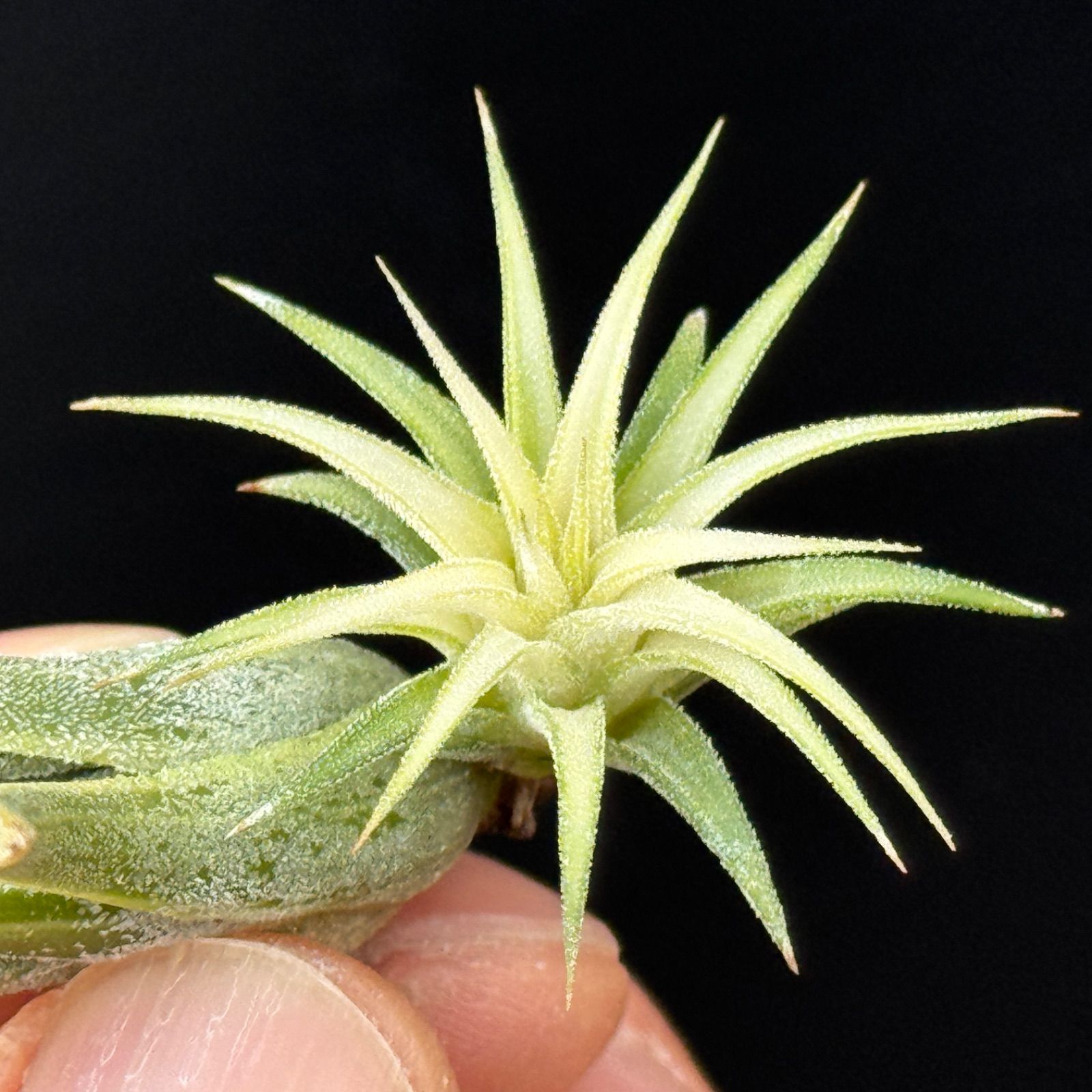 現品＊中心からホワイティ葉＊チランジア イオナンタ メディオピクタ