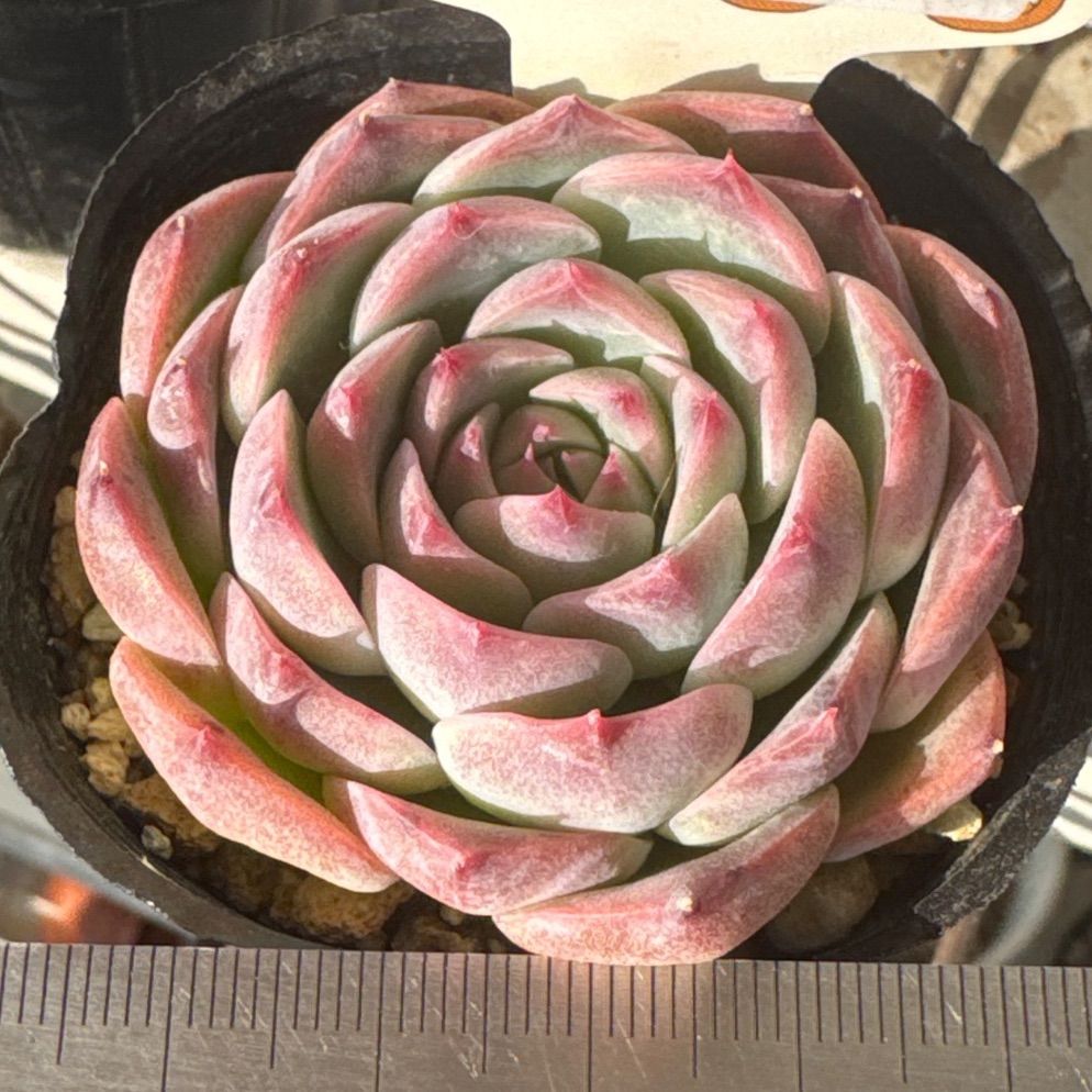 ヒアリナアウアルルコ×桃太郎❣️美苗❣️ファームパルクさん苗❣️札