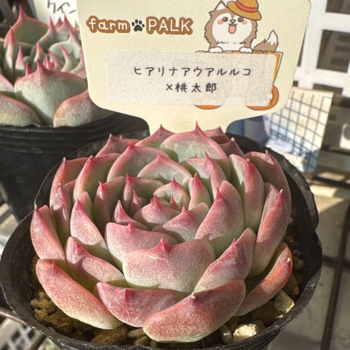 ヒアリナアウアルルコ×桃太郎❣️美苗❣️ファームパルクさん苗❣️札