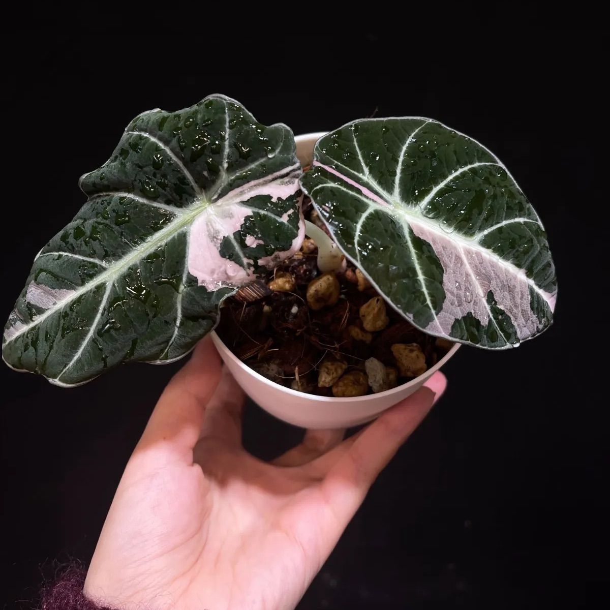 Alocasia Black Velvet Pink Variegatedアロカシア ブラックベルベット