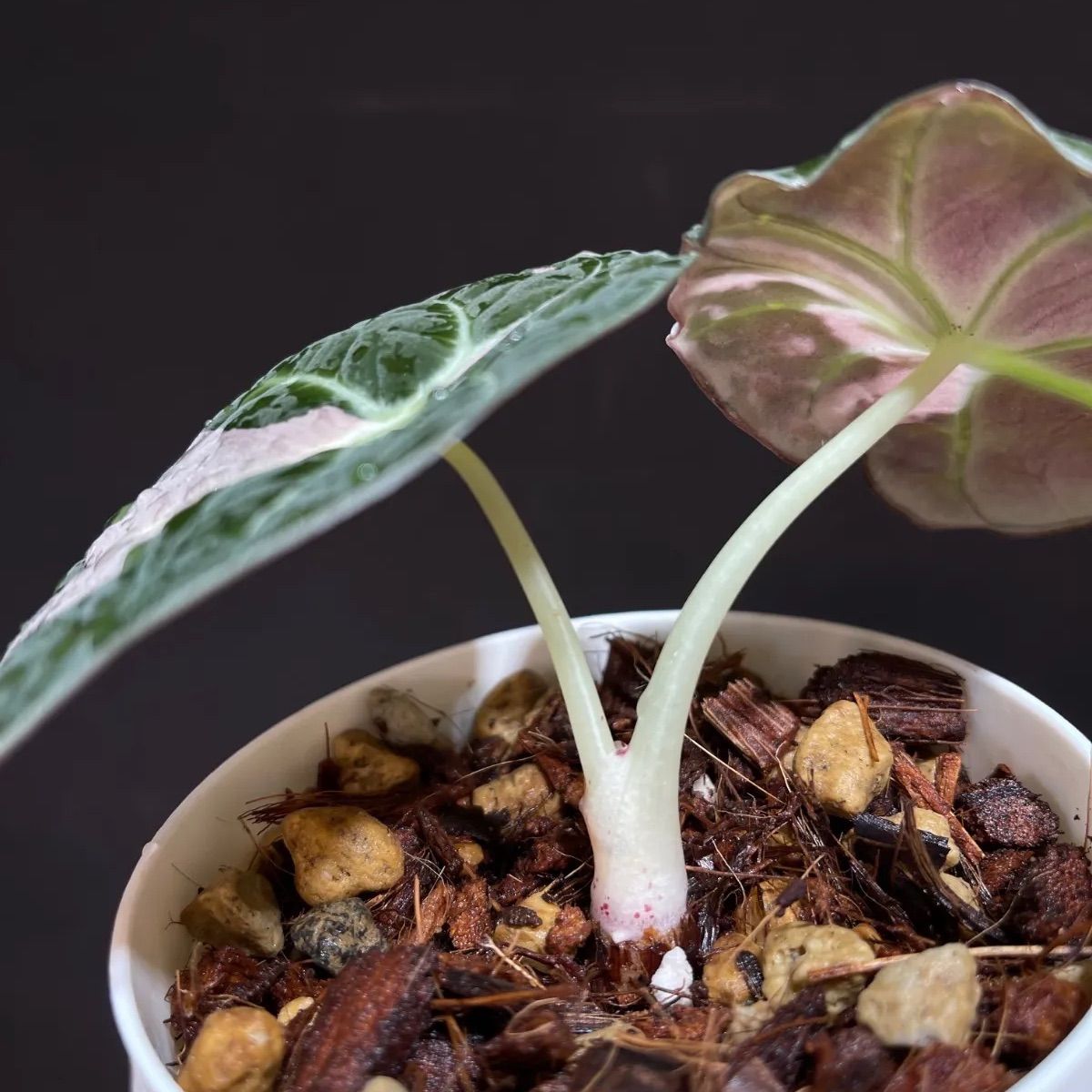 Alocasia Black Velvet Pink Variegatedアロカシア ブラックベルベット