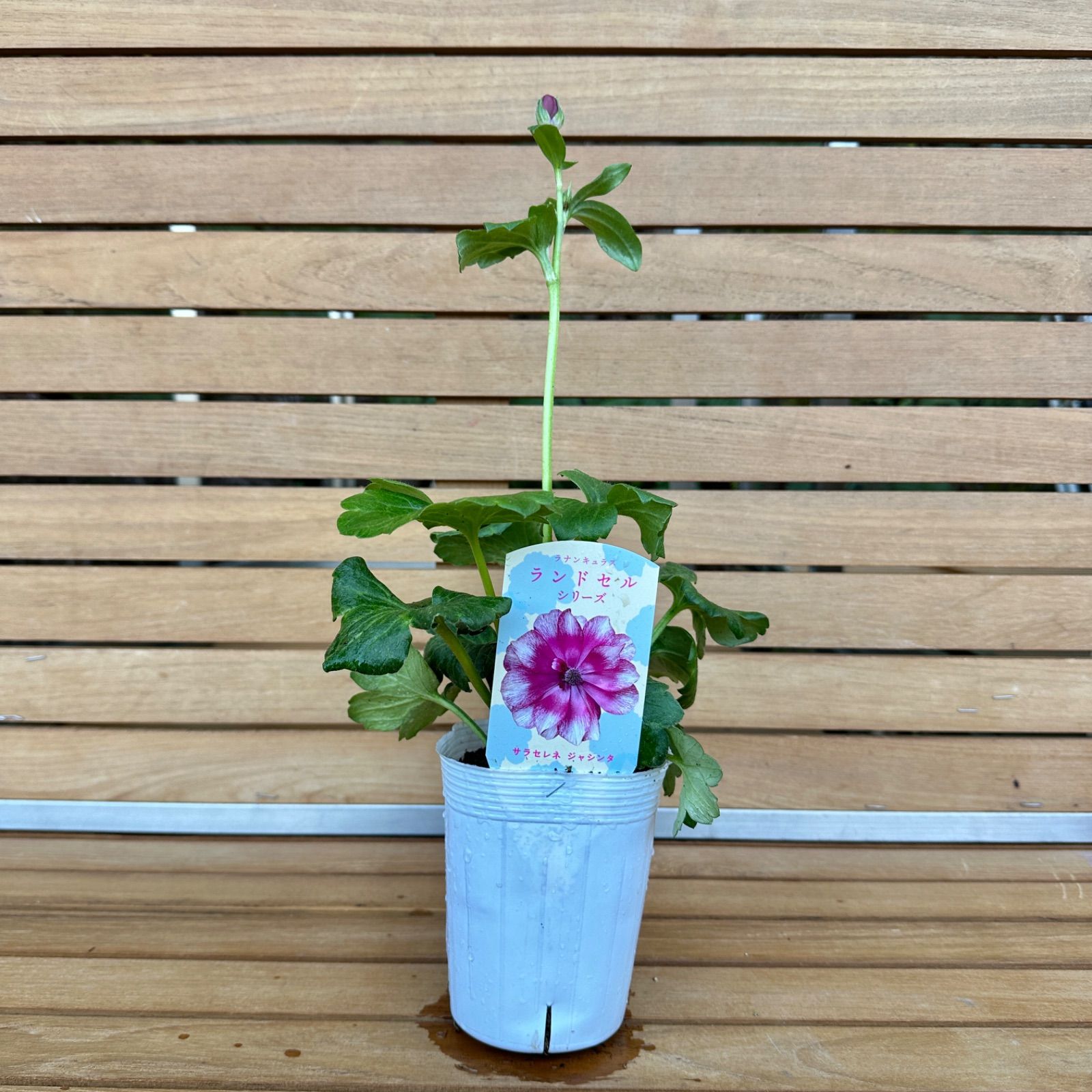 現品】① サラセレネ ジャシンタ ラナンキュラス ランドセル 3号ポット