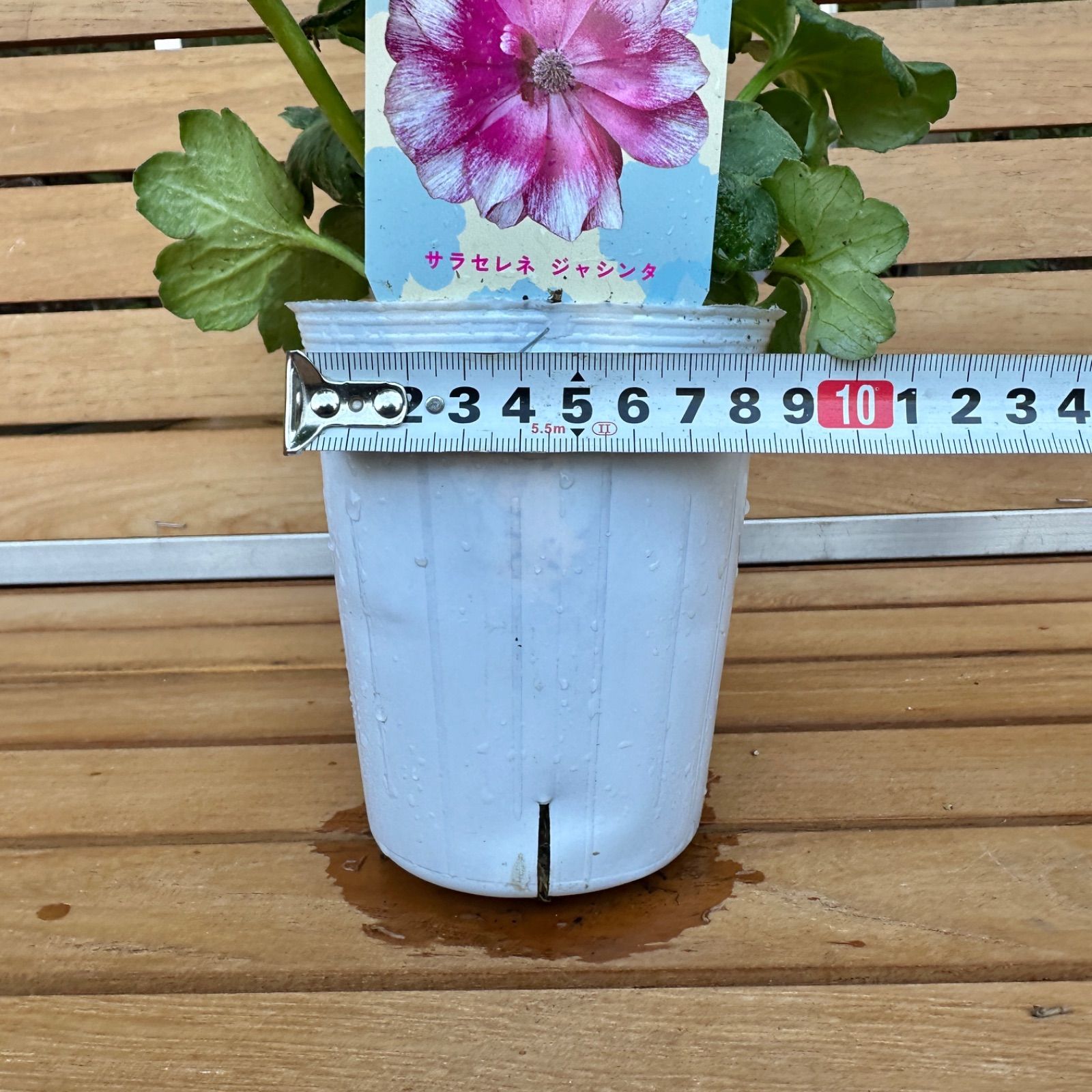 現品】① サラセレネ ジャシンタ ラナンキュラス ランドセル 3号ポット