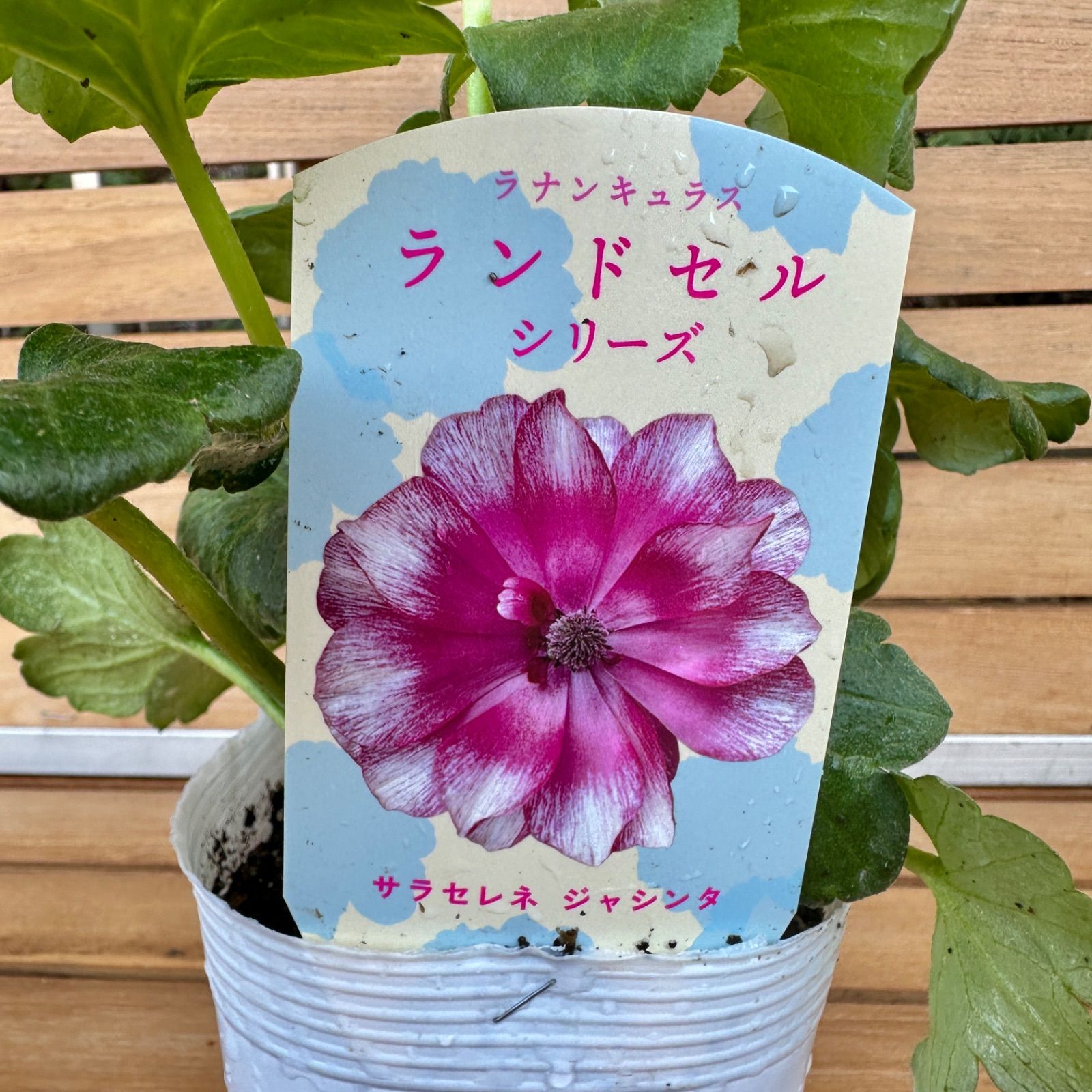 現品】① サラセレネ ジャシンタ ラナンキュラス ランドセル 3号ポット