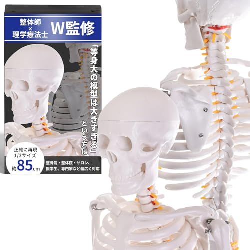 理学療法士×整体師W監修】 人体模型 1/2 全身骨格模型 骨模型 約85cm 