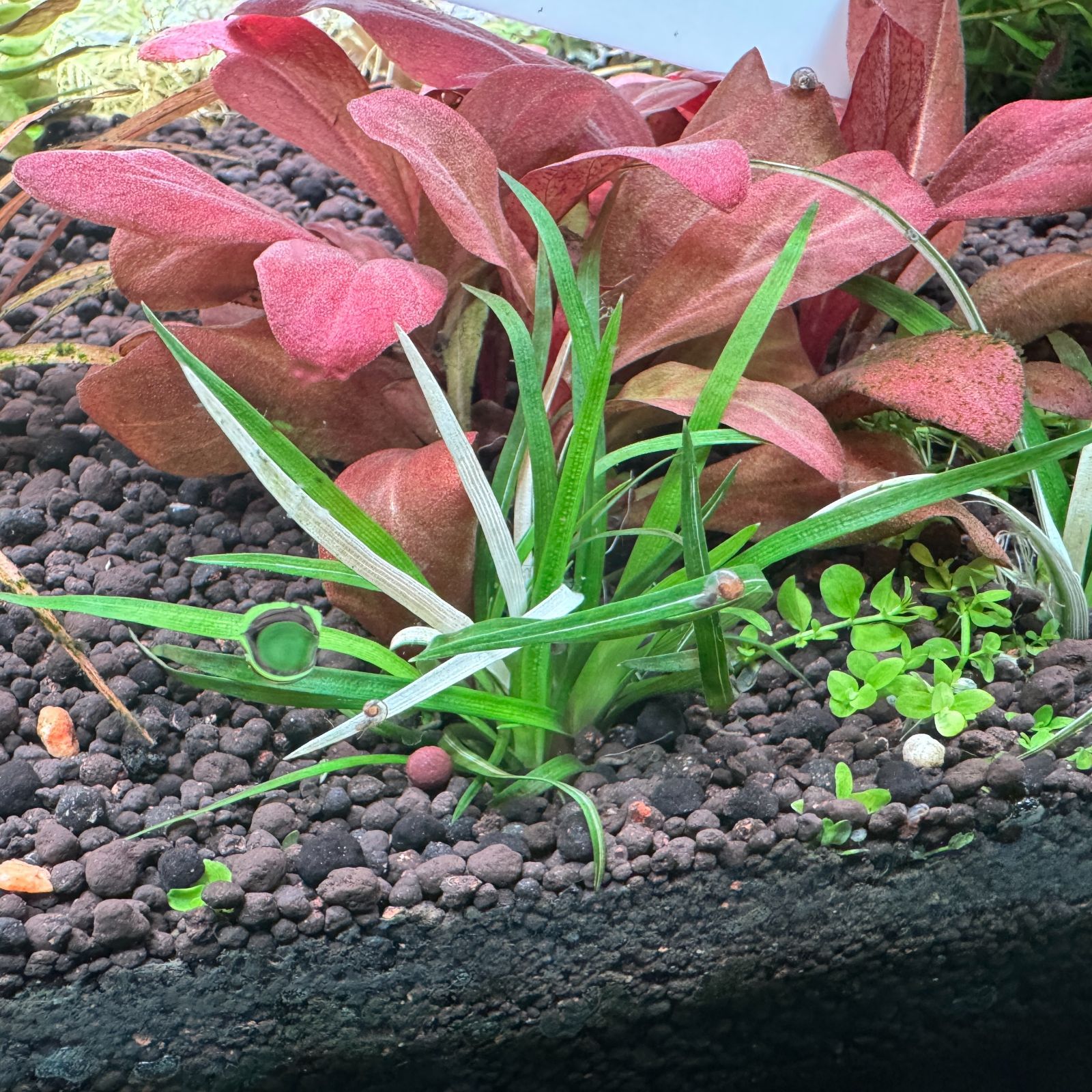 限定2株】 ホシクサ・クチホワイト 水中葉1株 アクアリウム 水草