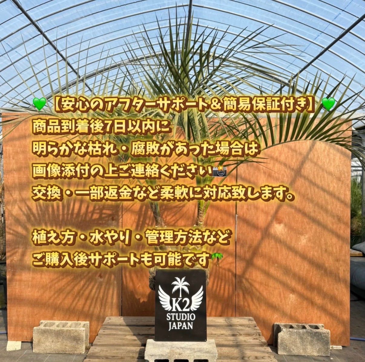 ココスヤシ 双頭株｜南国庭木・シンボルツリー・ドライガーデン - メルカリ