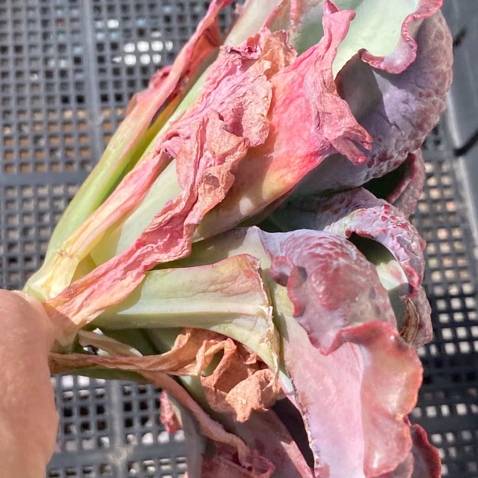 新入荷｜送料込】エケベリア 韓国苗 超大苗 バロンボールド 多肉植物