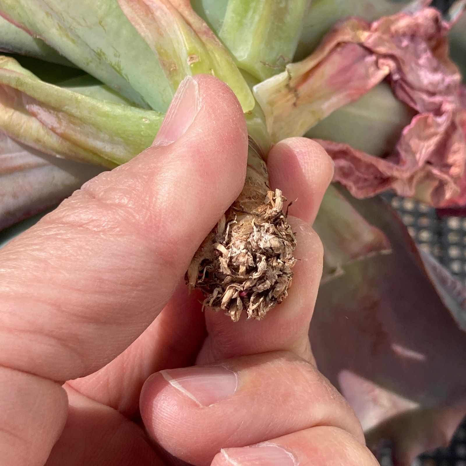 新入荷｜送料込】エケベリア 韓国苗 超大苗 バロンボールド 多肉植物