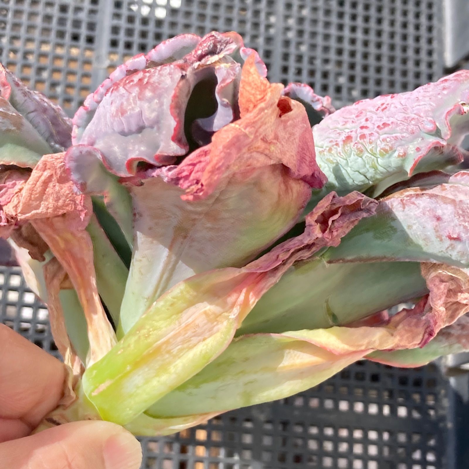 新入荷｜送料込】エケベリア 韓国苗 超大苗 バロンボールド 多肉植物