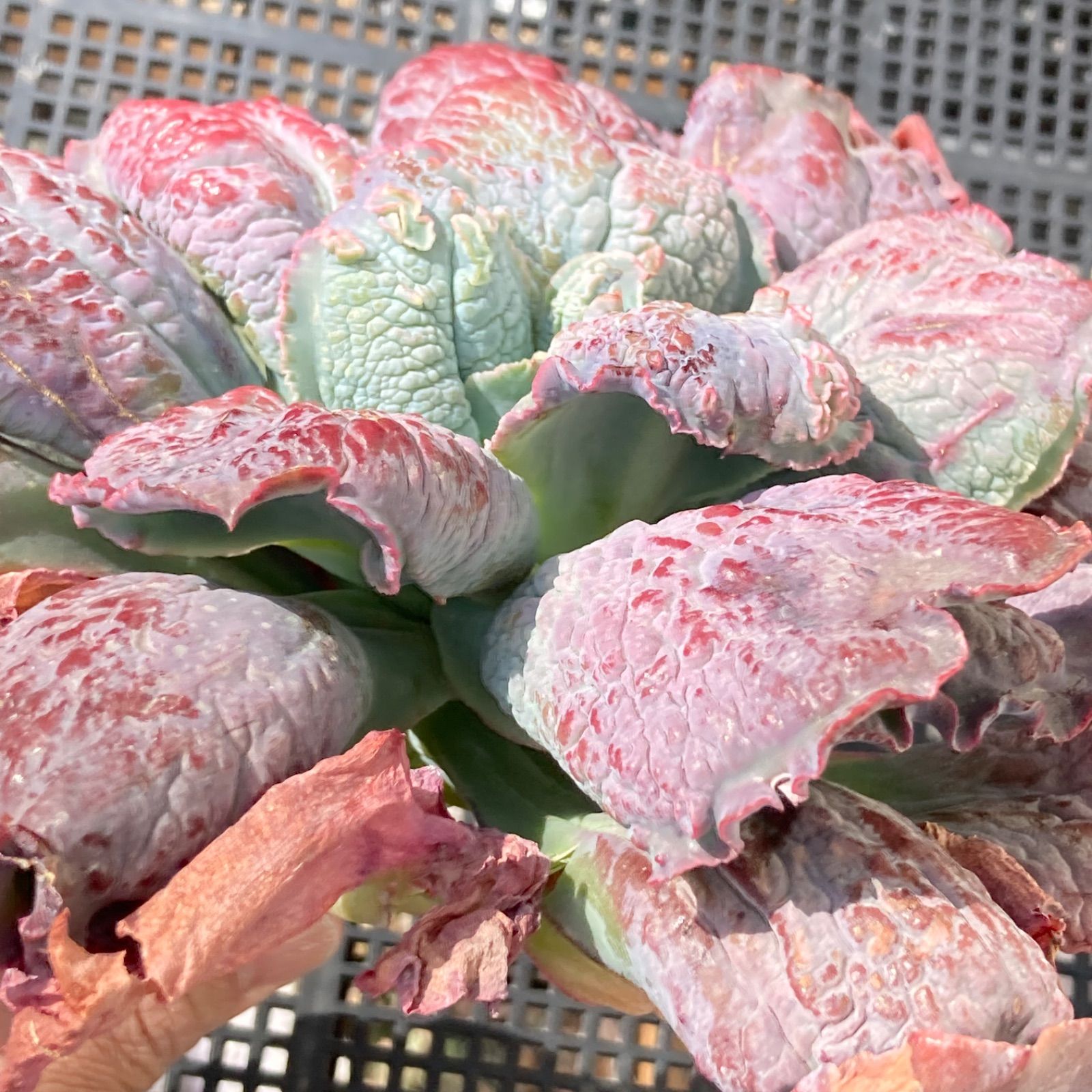 新入荷｜送料込】エケベリア 韓国苗 超大苗 バロンボールド 多肉植物