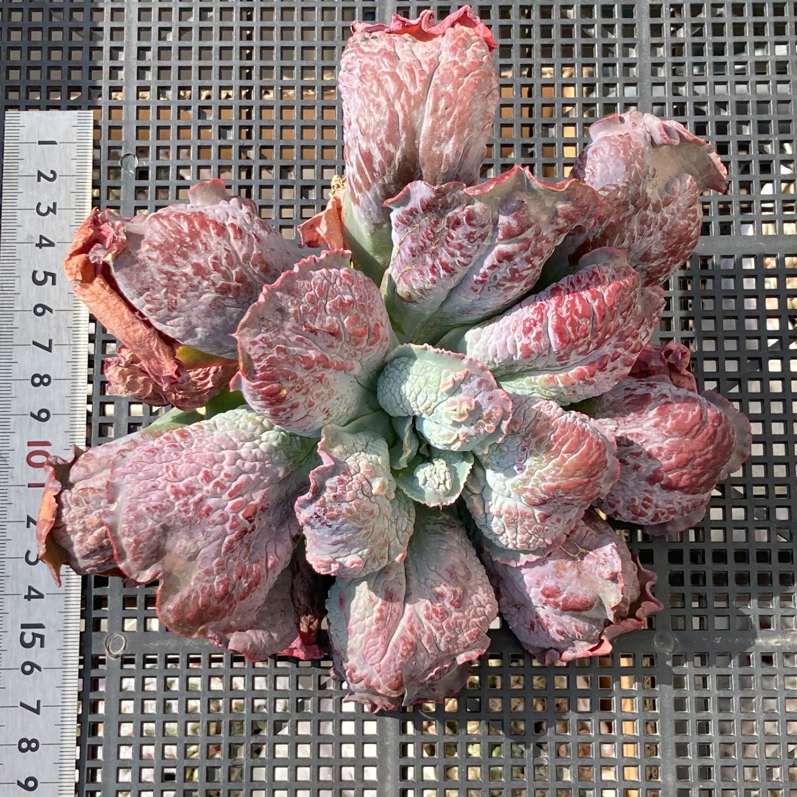 新入荷｜送料込】エケベリア 韓国苗 超大苗 バロンボールド 多肉植物