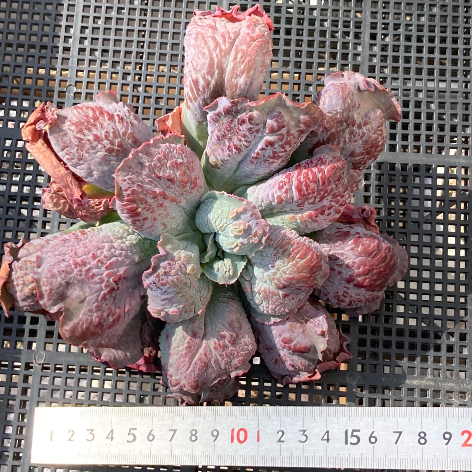 新入荷｜送料込】エケベリア 韓国苗 超大苗 バロンボールド 多肉植物