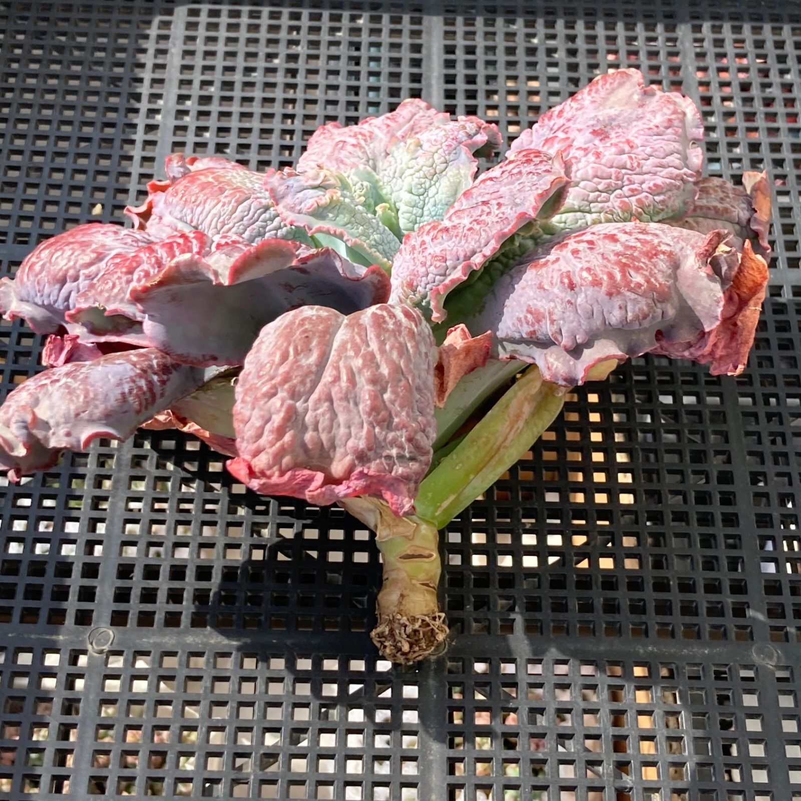 新入荷｜送料込】エケベリア 韓国苗 超大苗 バロンボールド 多肉植物