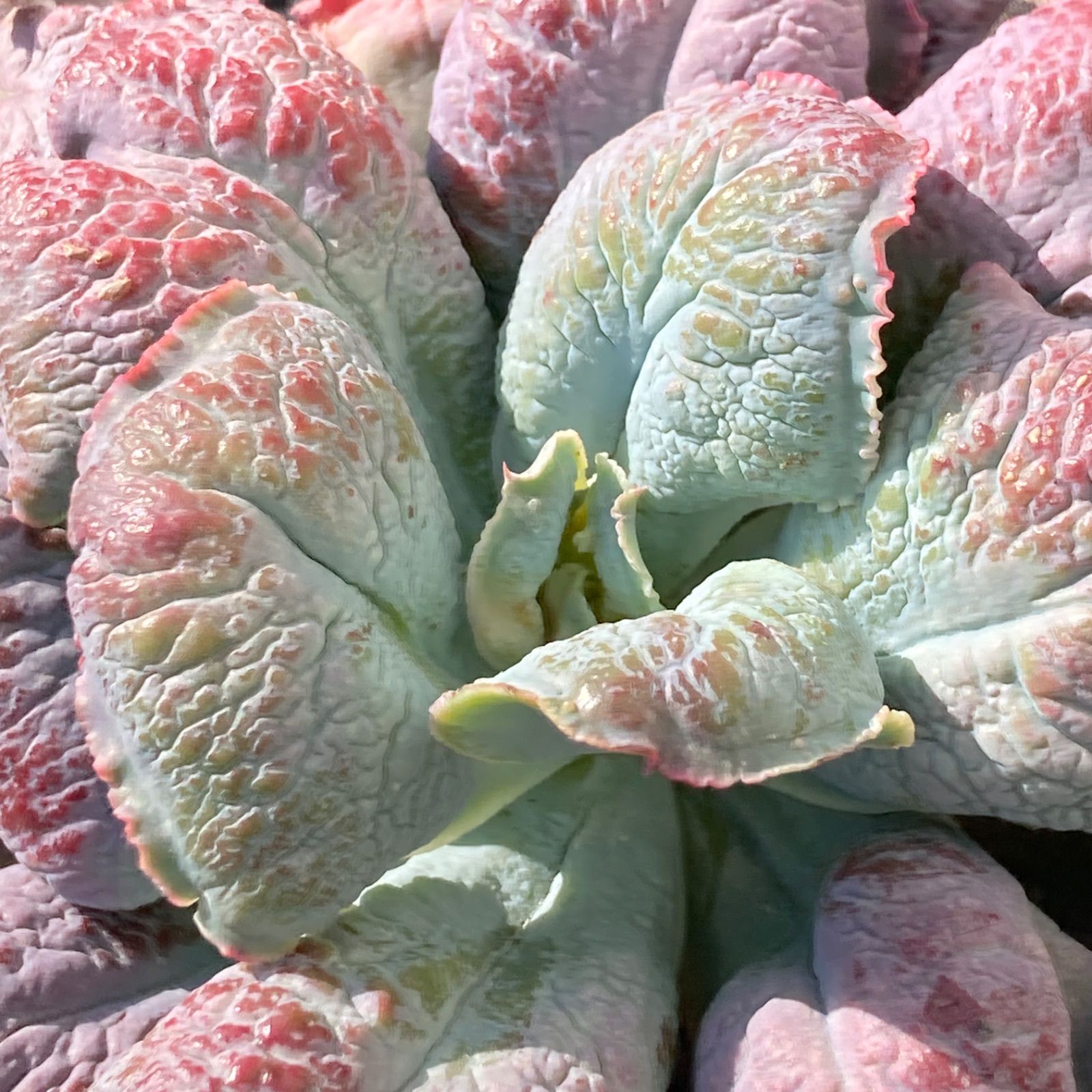 新入荷｜送料込】エケベリア 韓国苗 超大苗 バロンボールド 多肉植物