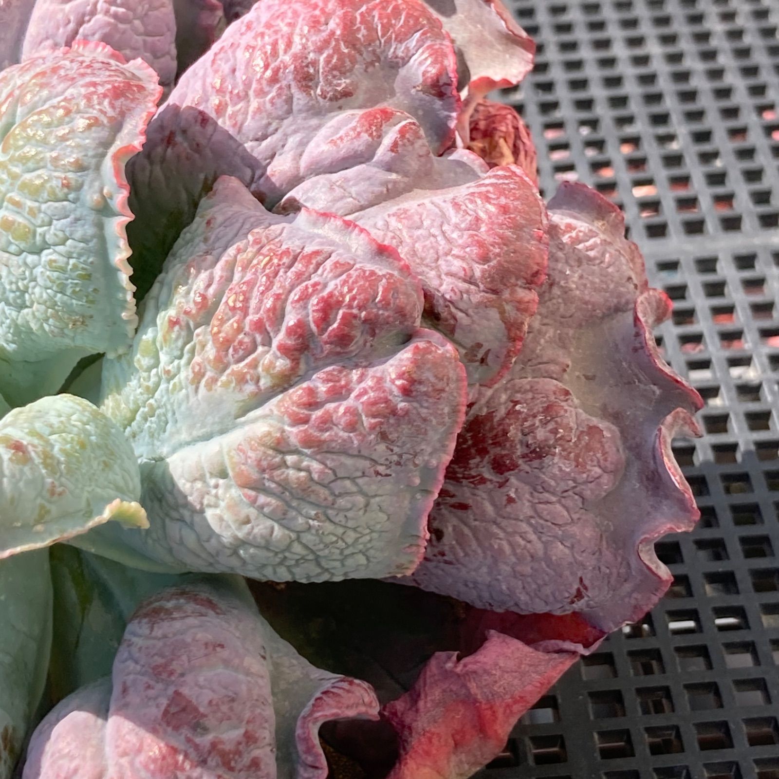 新入荷｜送料込】エケベリア 韓国苗 超大苗 バロンボールド 多肉植物