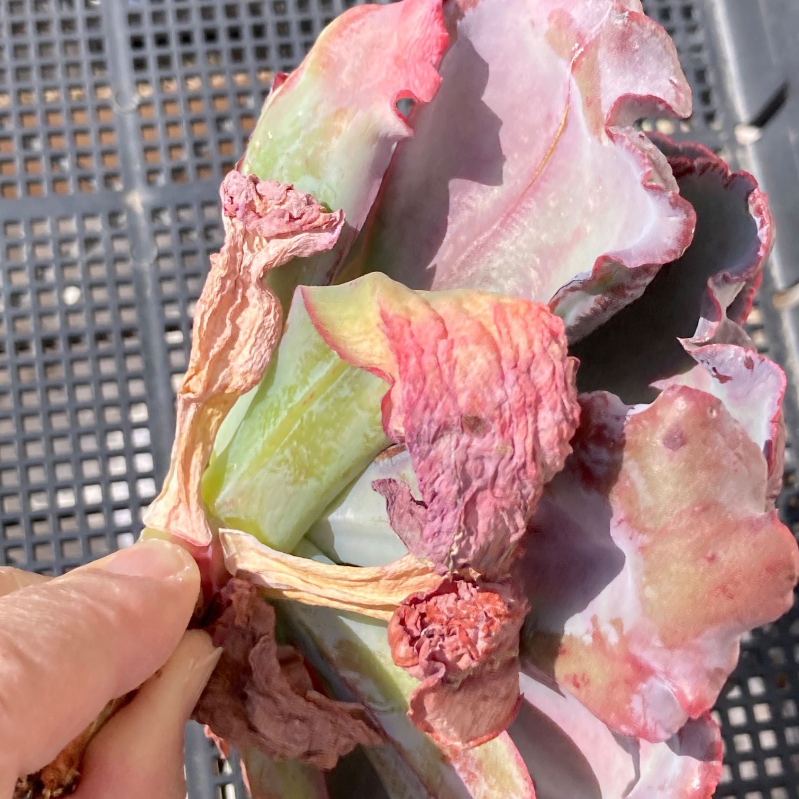 新入荷｜送料込】エケベリア 韓国苗 超大苗 バロンボールド 多肉植物