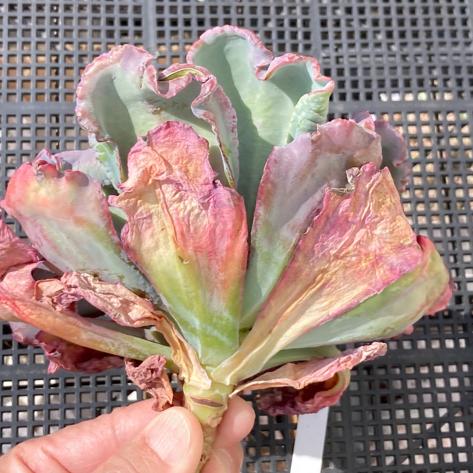 新入荷｜送料込】エケベリア 韓国苗 超大苗 バロンボールド 多肉植物