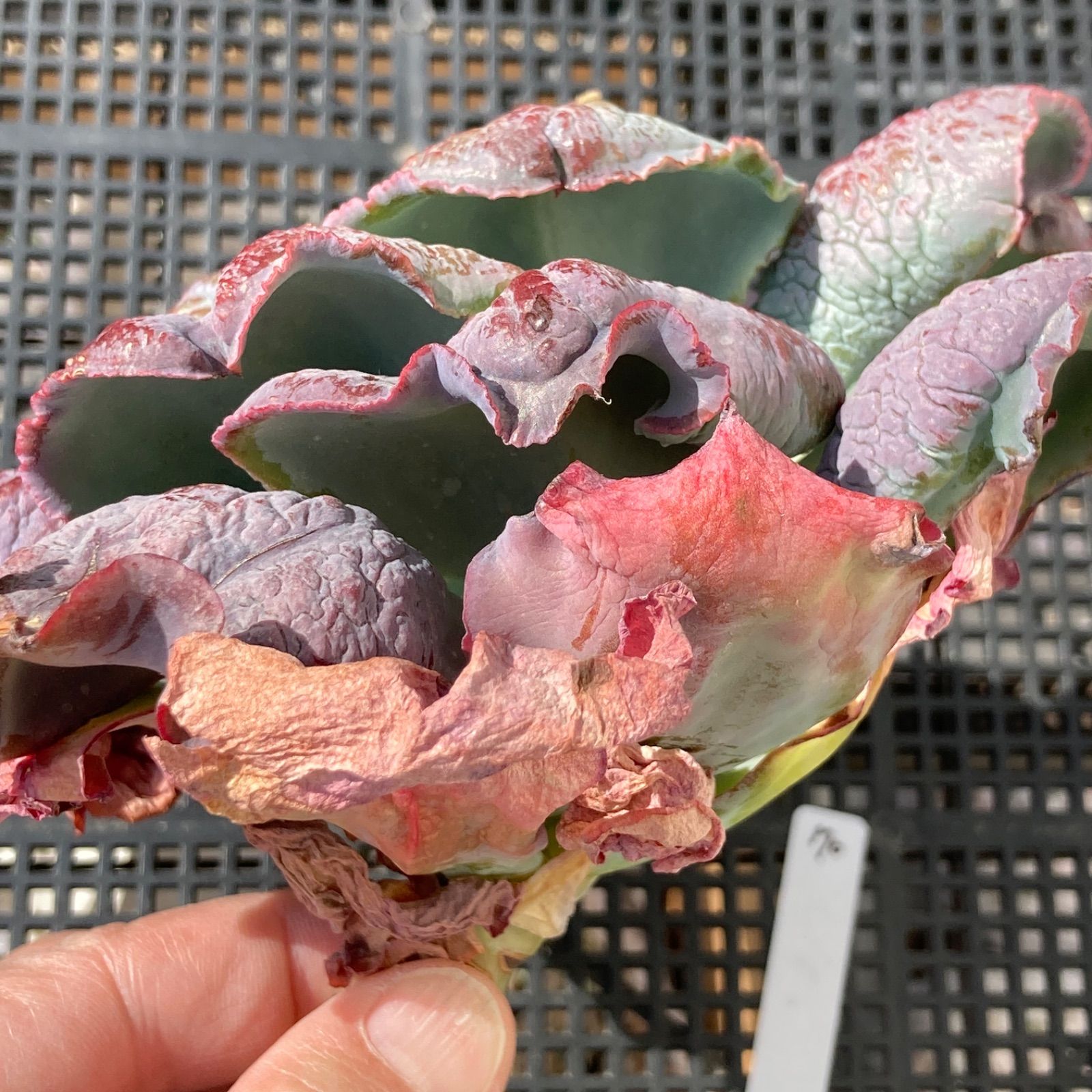 新入荷｜送料込】エケベリア 韓国苗 超大苗 バロンボールド 多肉植物