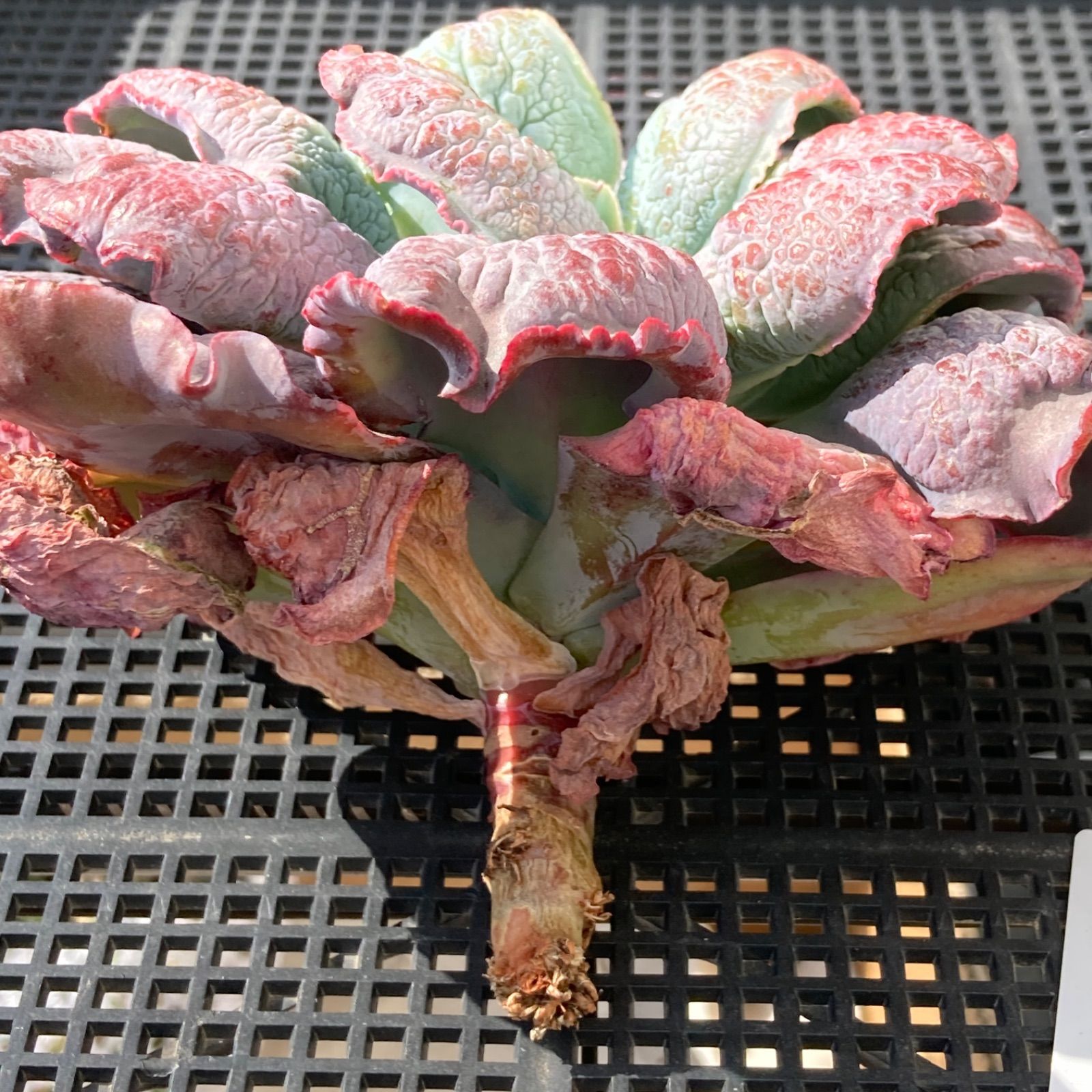 新入荷｜送料込】エケベリア 韓国苗 超大苗 バロンボールド 多肉植物