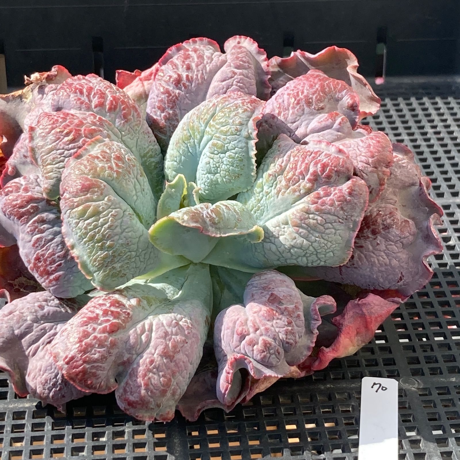 新入荷｜送料込】エケベリア 韓国苗 超大苗 バロンボールド 多肉植物
