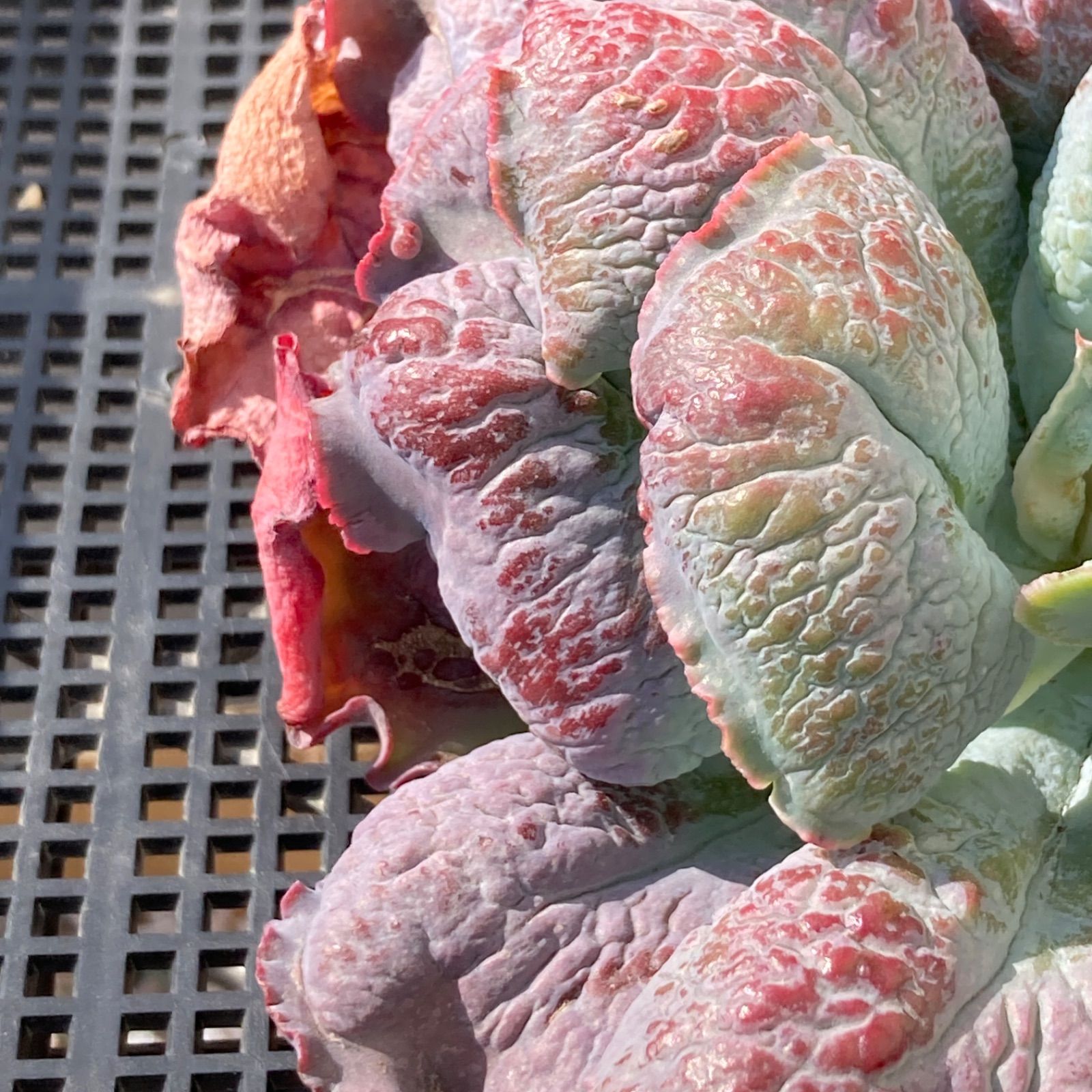 新入荷｜送料込】エケベリア 韓国苗 超大苗 バロンボールド 多肉植物