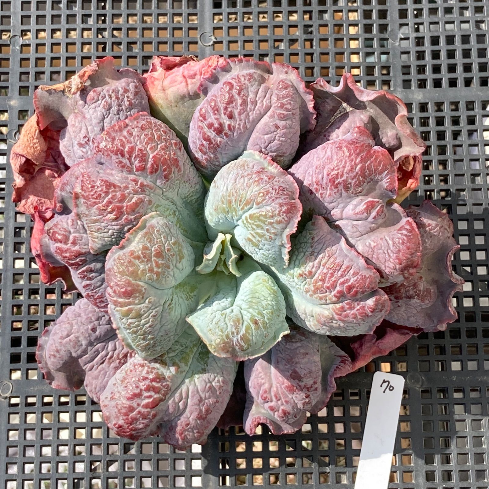 新入荷｜送料込】エケベリア 韓国苗 超大苗 バロンボールド 多肉植物