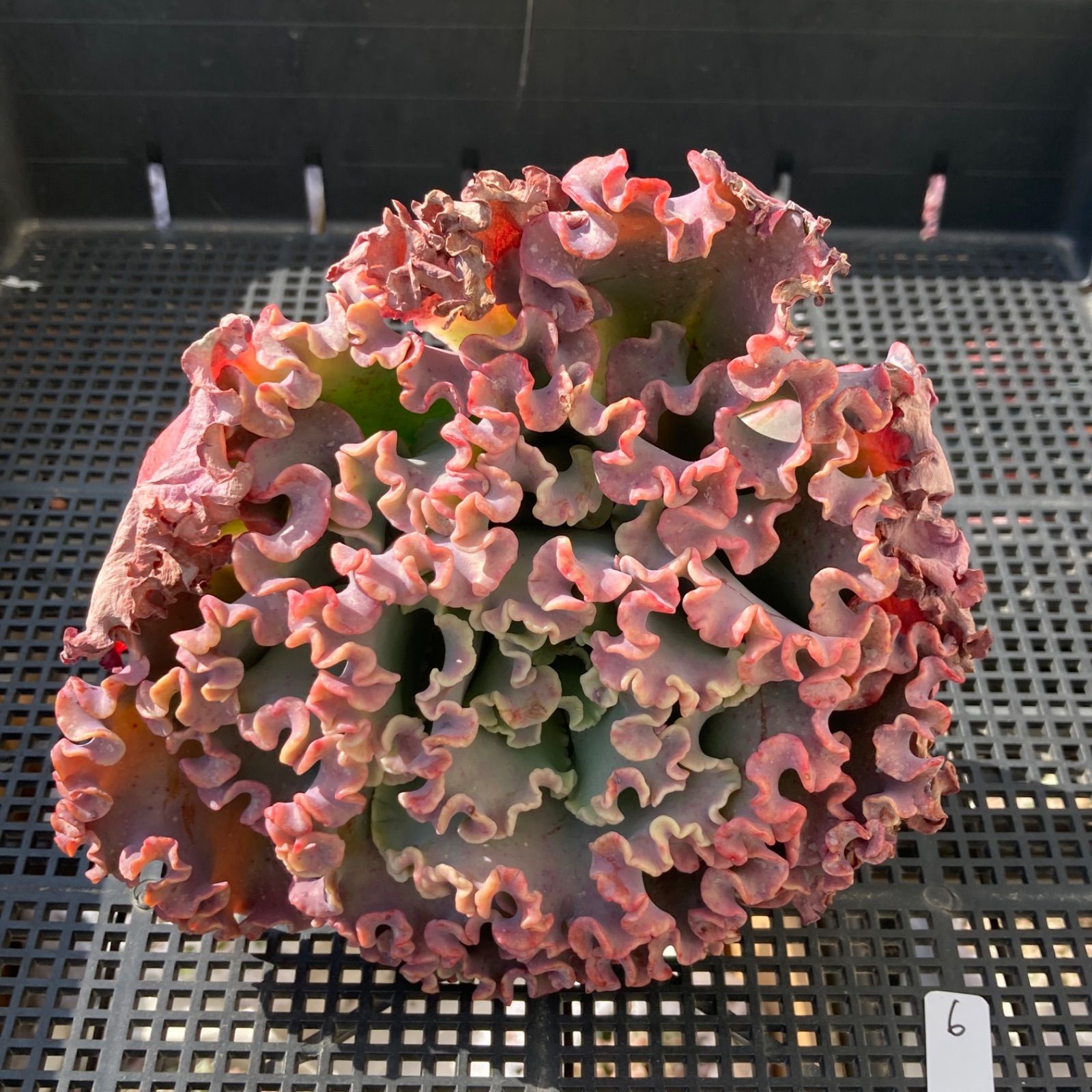 新入荷｜送料込】エケベリア 韓国苗 超大苗 メリディアン 多肉植物