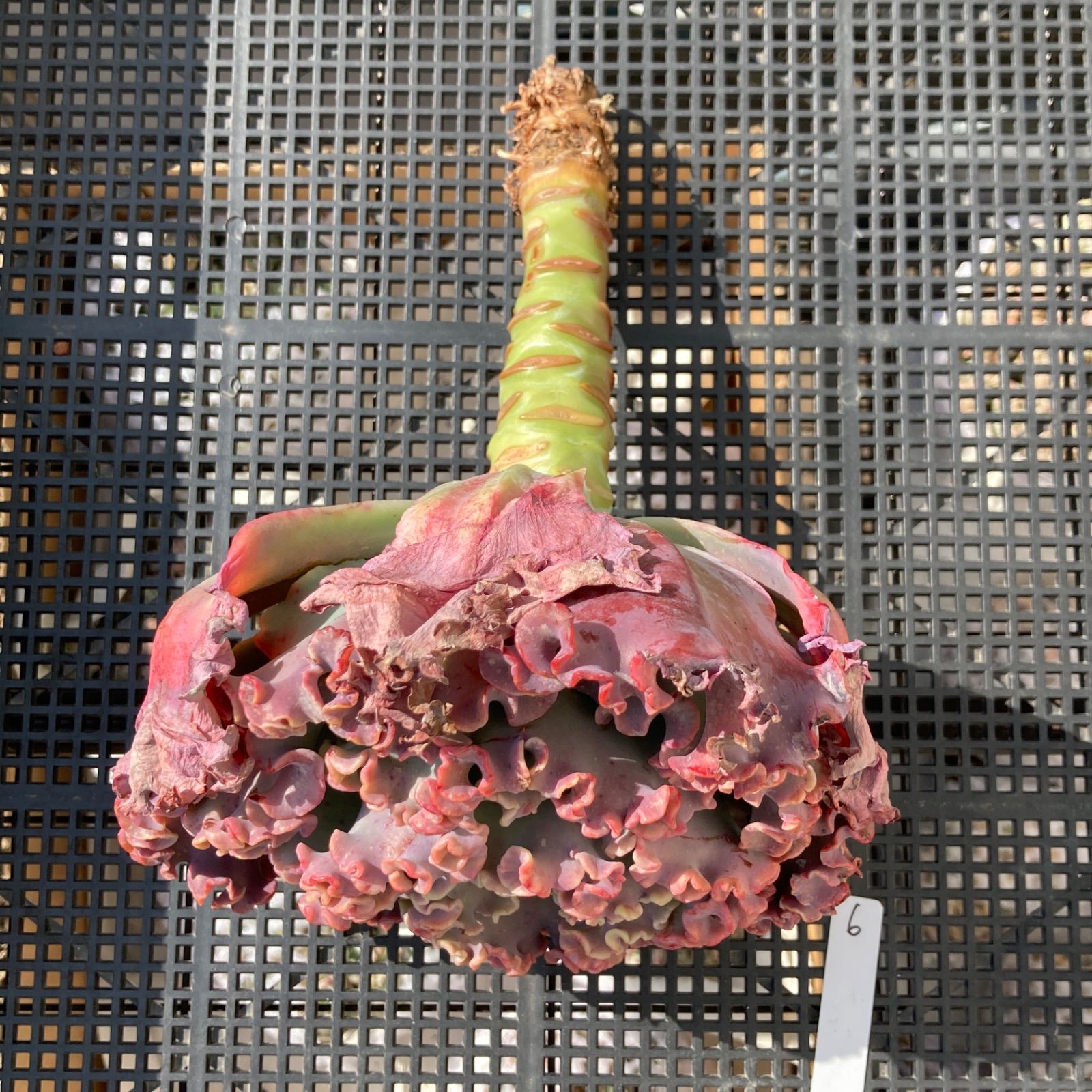 新入荷｜送料込】エケベリア 韓国苗 超大苗 メリディアン 多肉植物