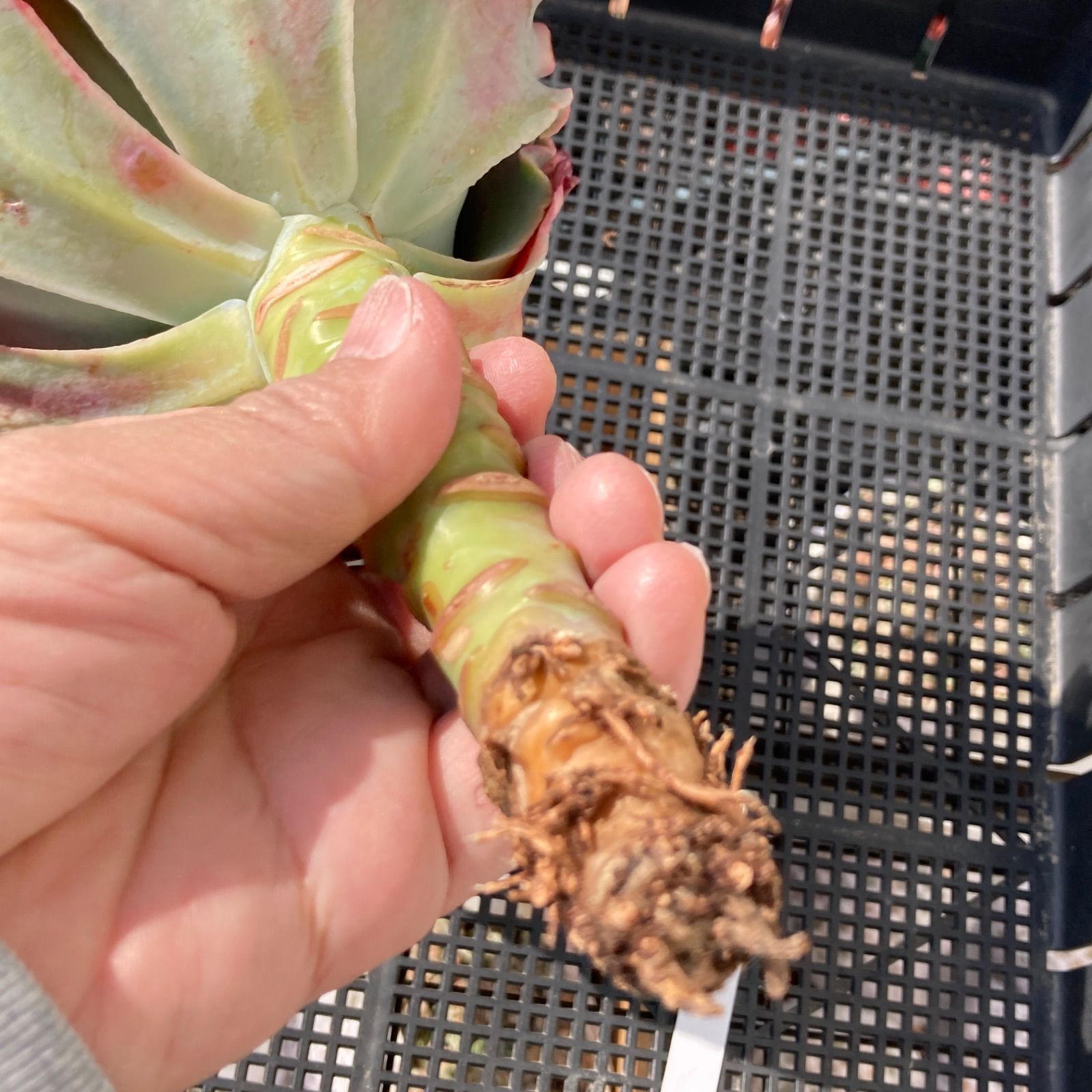 新入荷｜送料込】エケベリア 韓国苗 超大苗 メリディアン 多肉植物