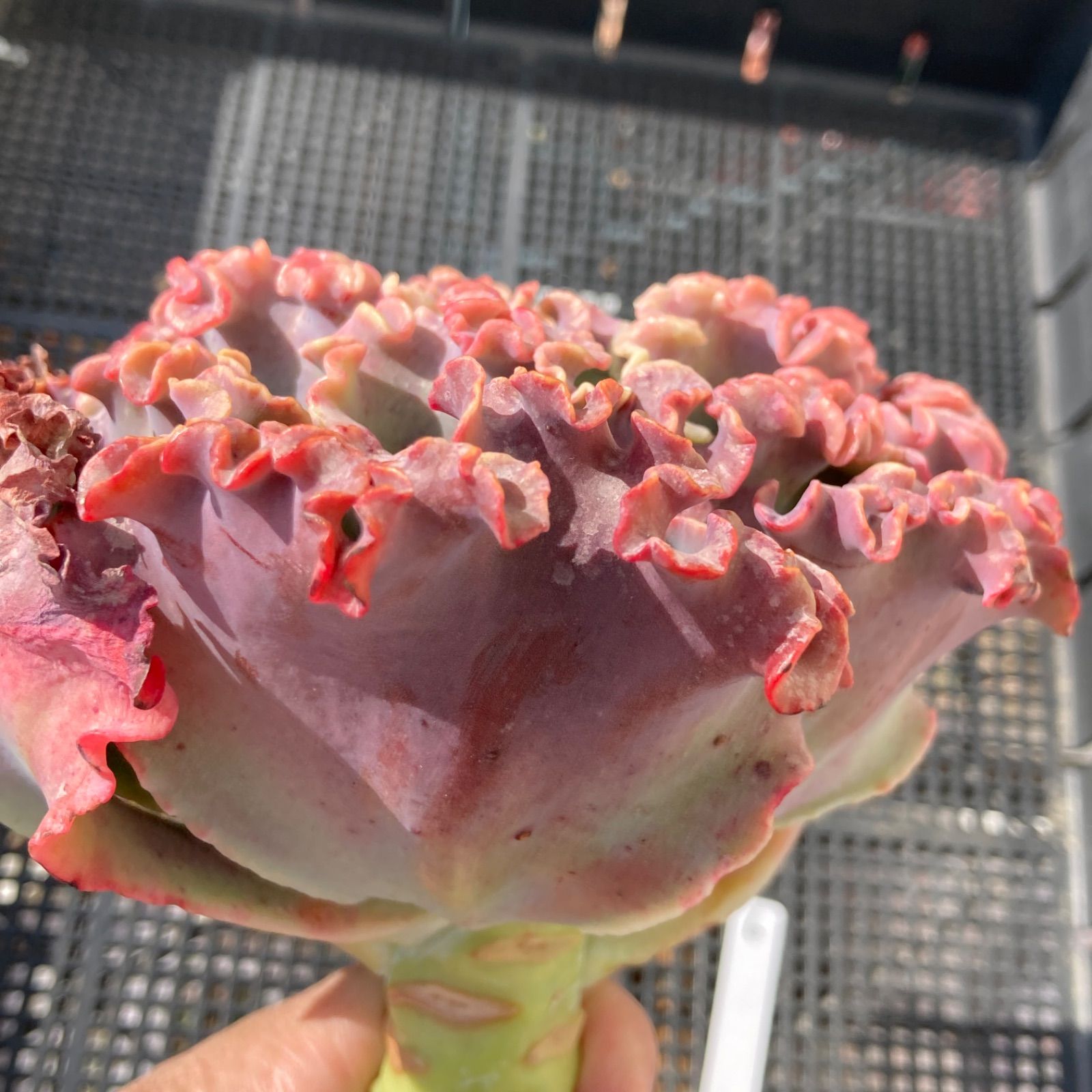 新入荷｜送料込】エケベリア 韓国苗 超大苗 メリディアン 多肉植物