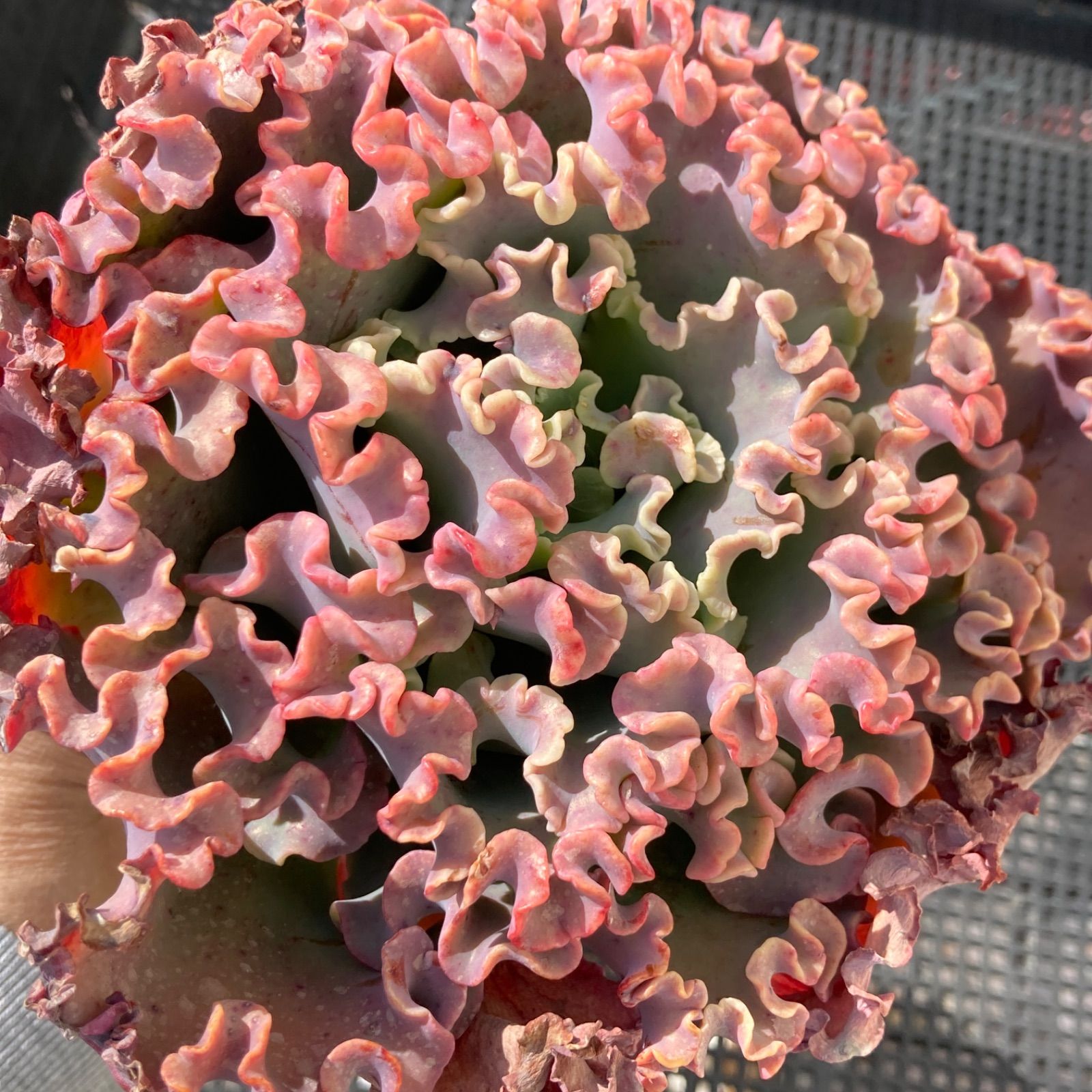 新入荷｜送料込】エケベリア 韓国苗 超大苗 メリディアン 多肉植物