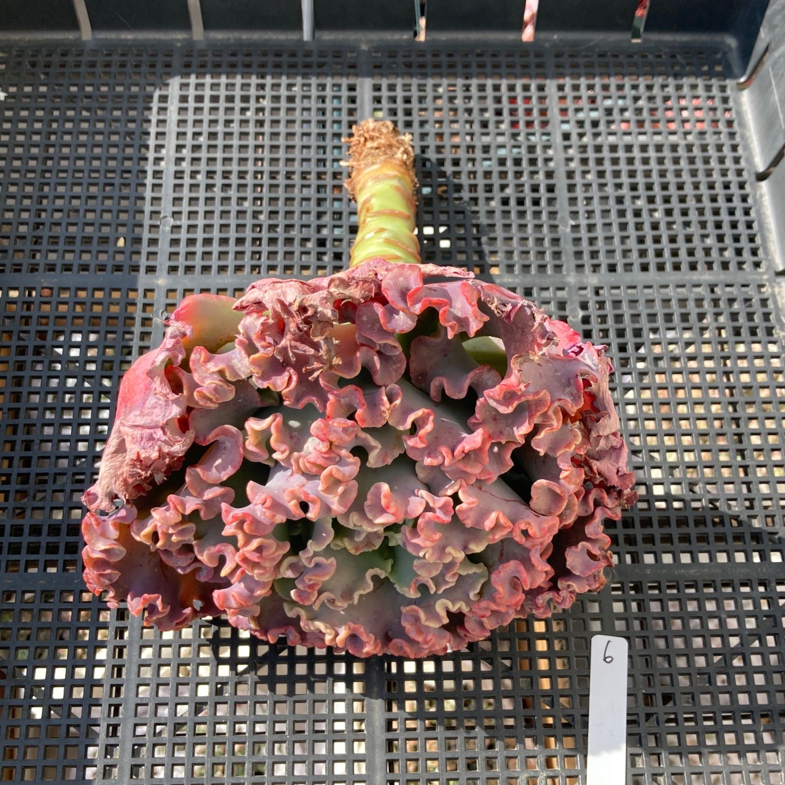 新入荷｜送料込】エケベリア 韓国苗 超大苗 メリディアン 多肉植物